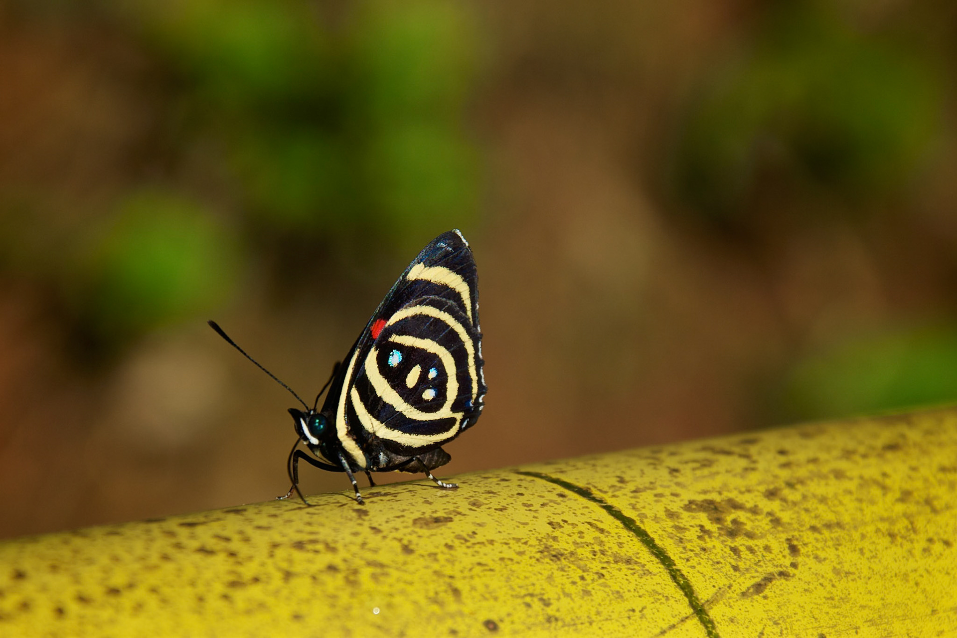 Parque Nacional do Iguaçu, Brésil