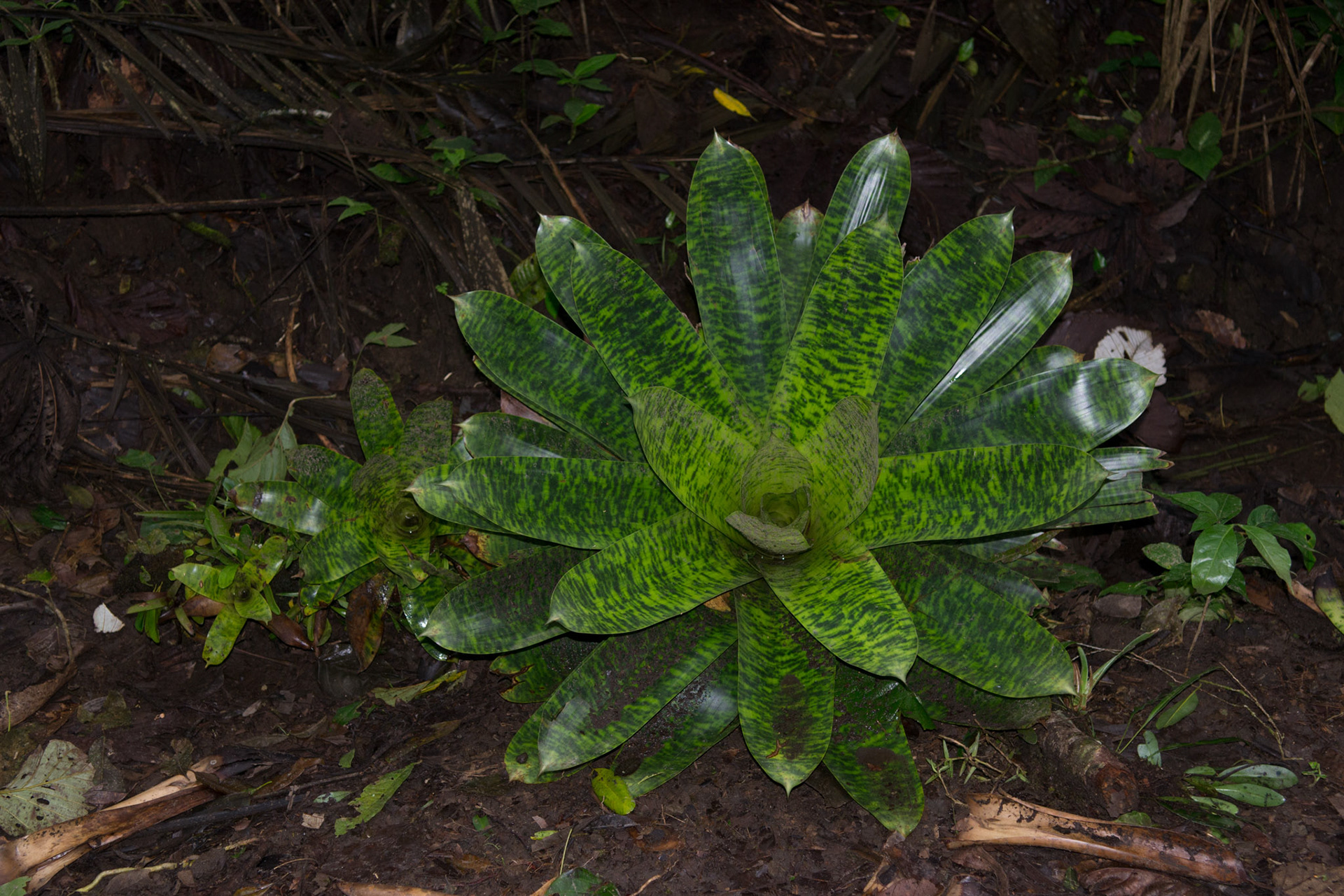 Parque National Volcan Arenal