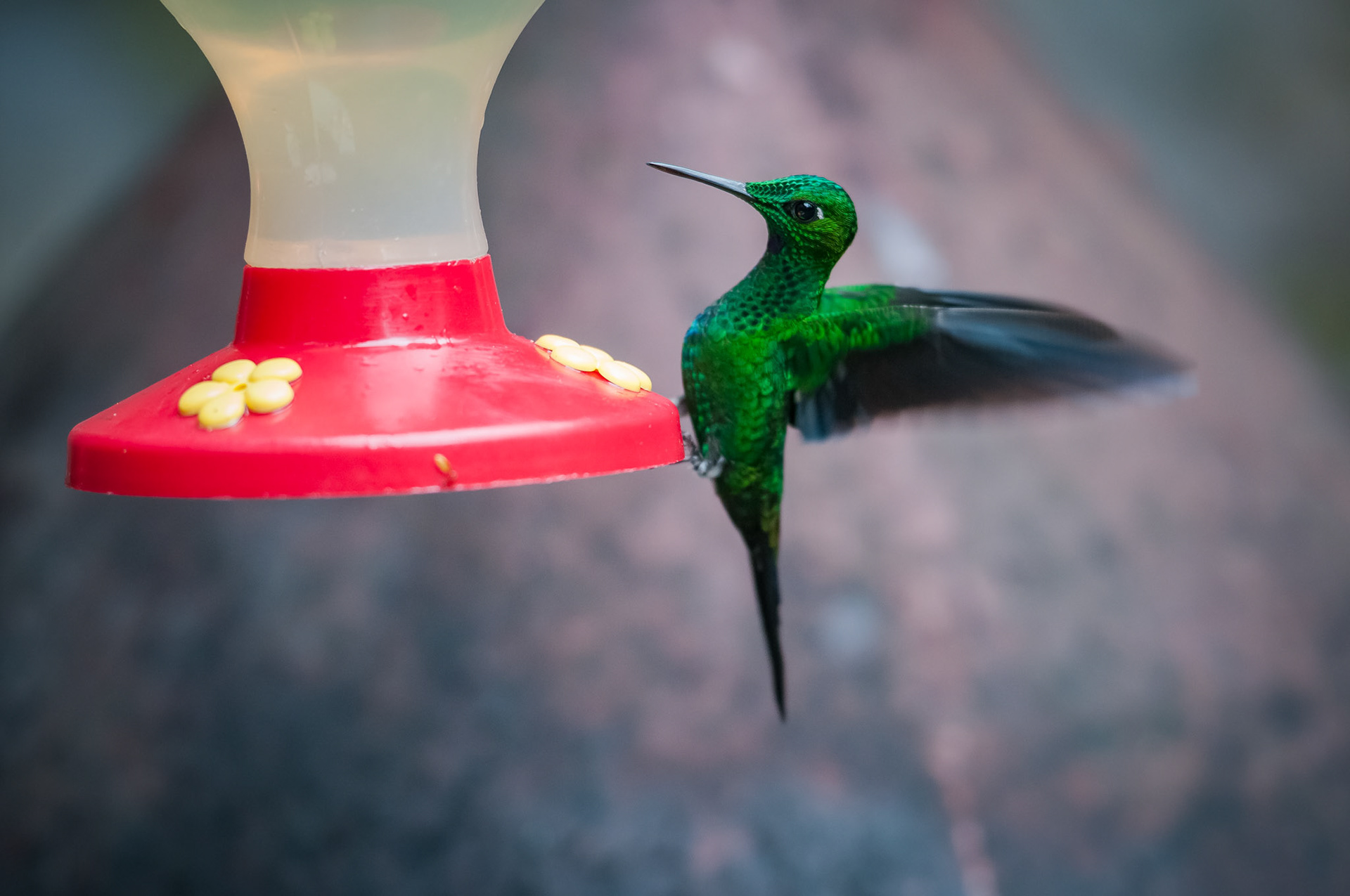 Selvatura Adventure Park, Santa Elena