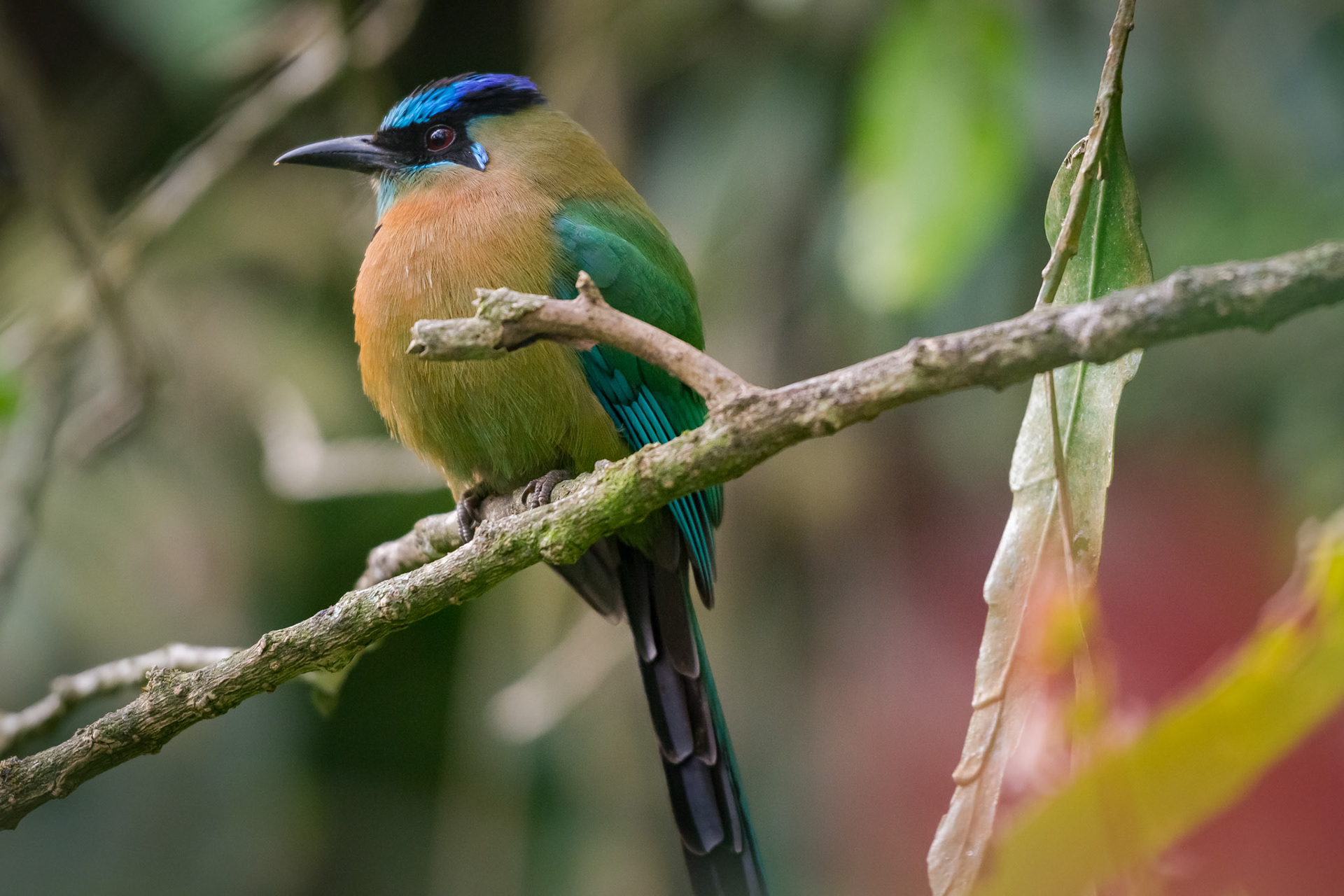Reserva Biologica Bosque Nuboso Monteverde