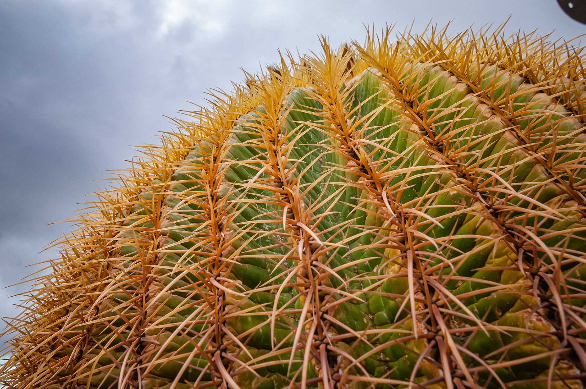 Jardin de Cactus, Lanzarote