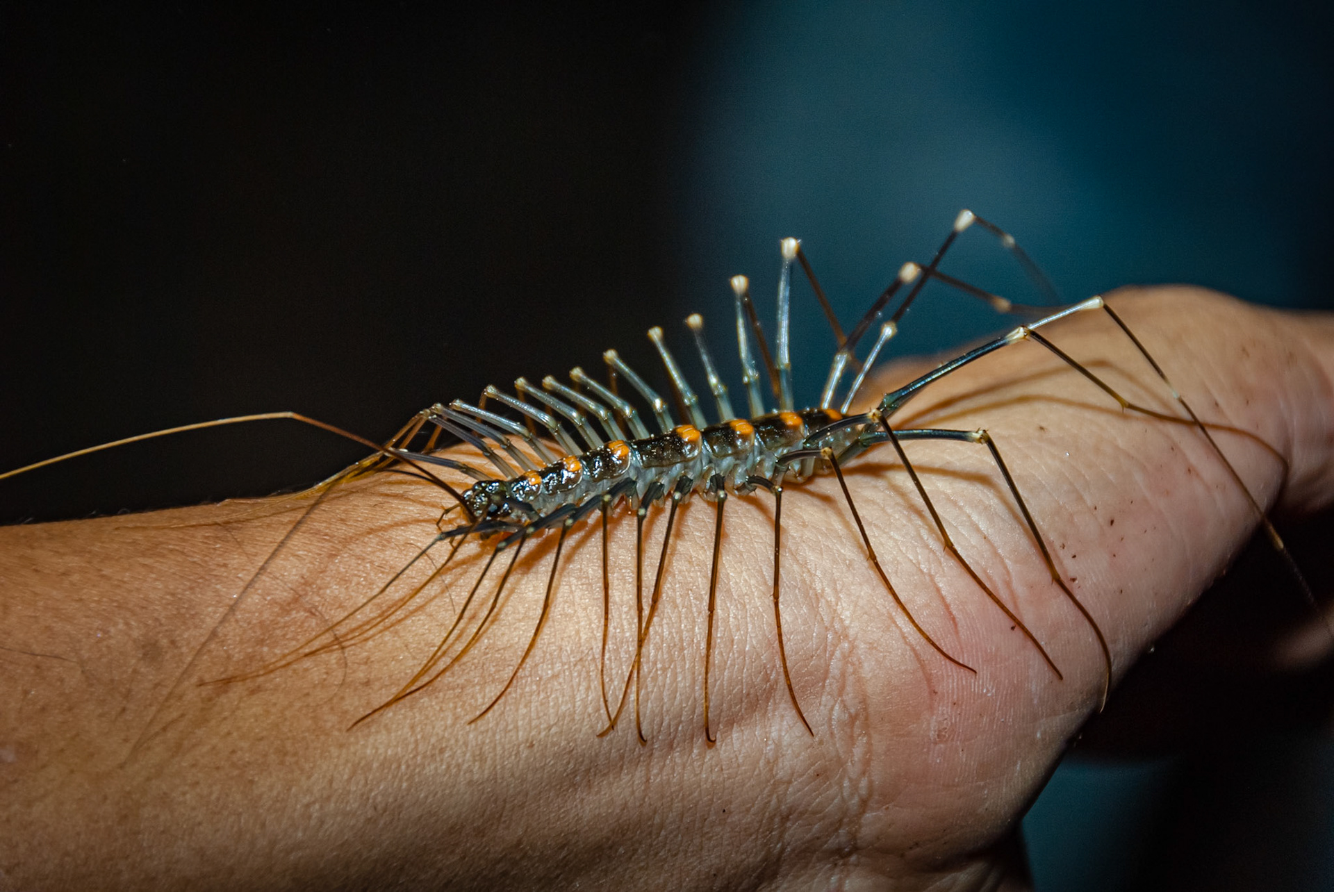 Khao Yai National Park