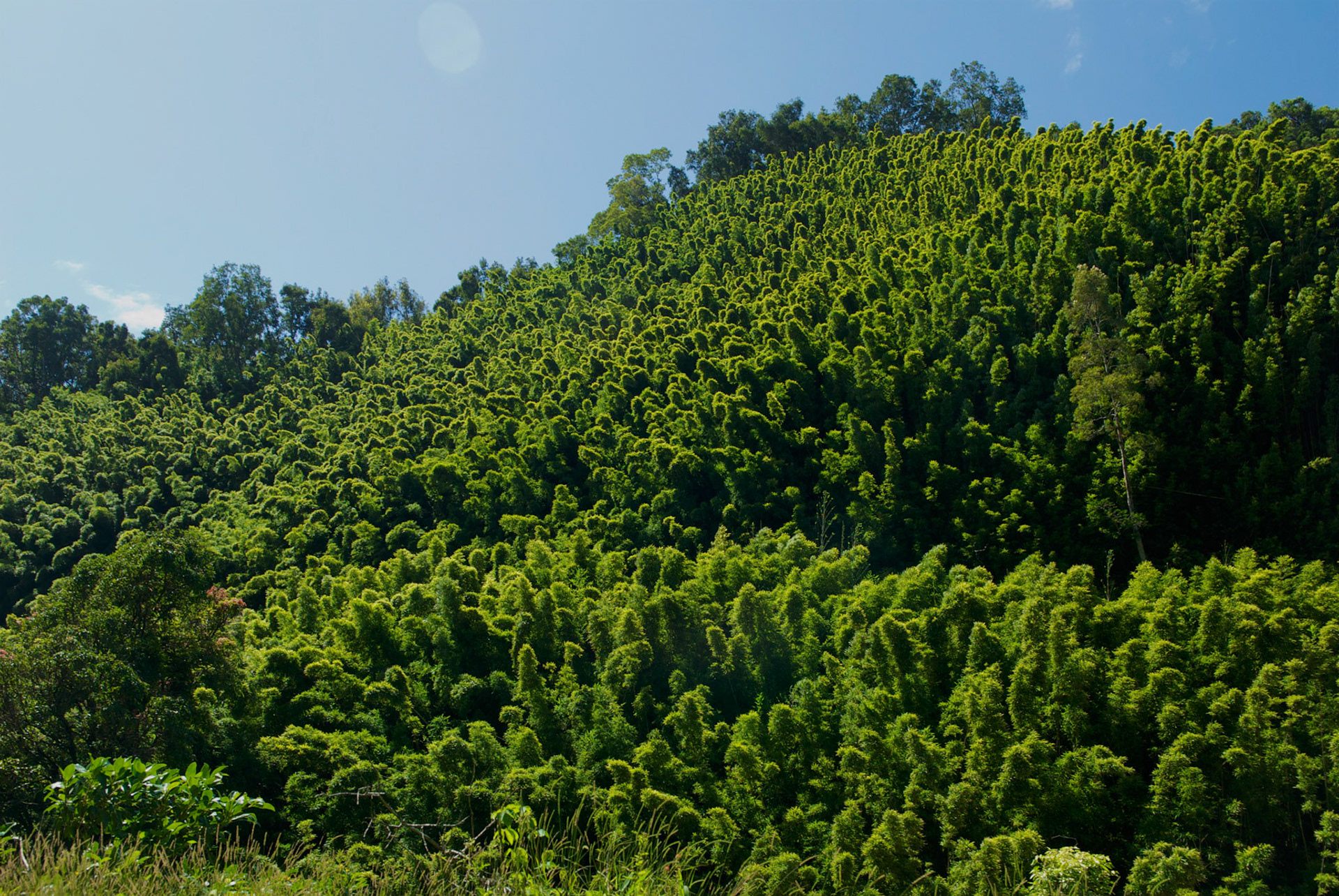 Waikamoi Nature Trail, Hana Road, Maui