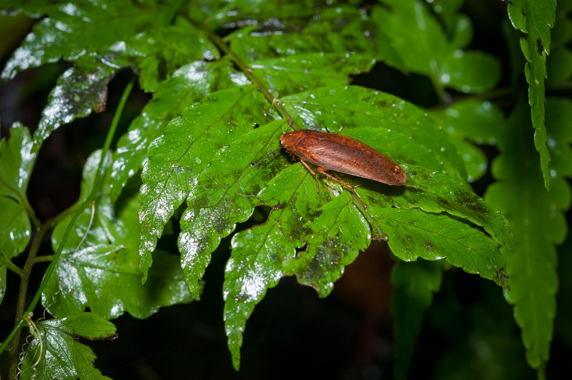 Reserva Biologica Bosque Nuboso Monteverde