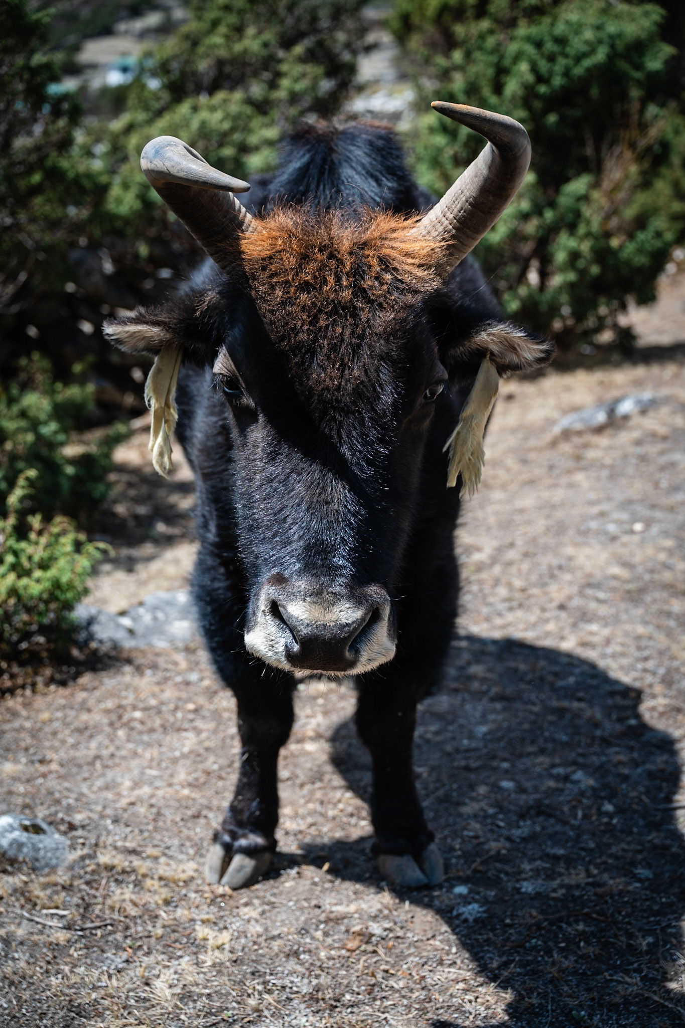 Day 9 - Lumden (4'370 m) to Namche Bazaar (3'446 m)