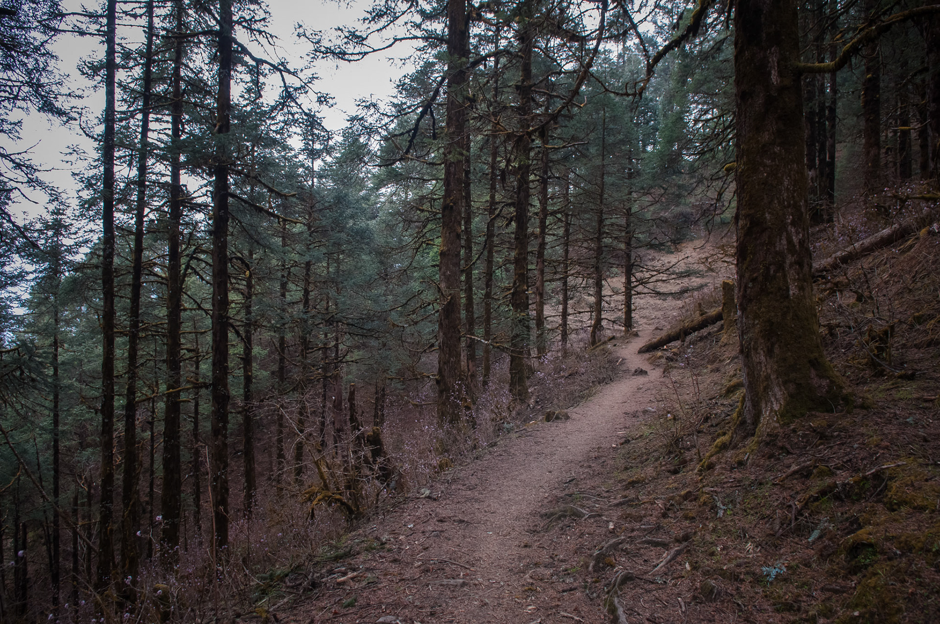 Entre Thulo Syabru (2210m) et Chandanbari (3330m)