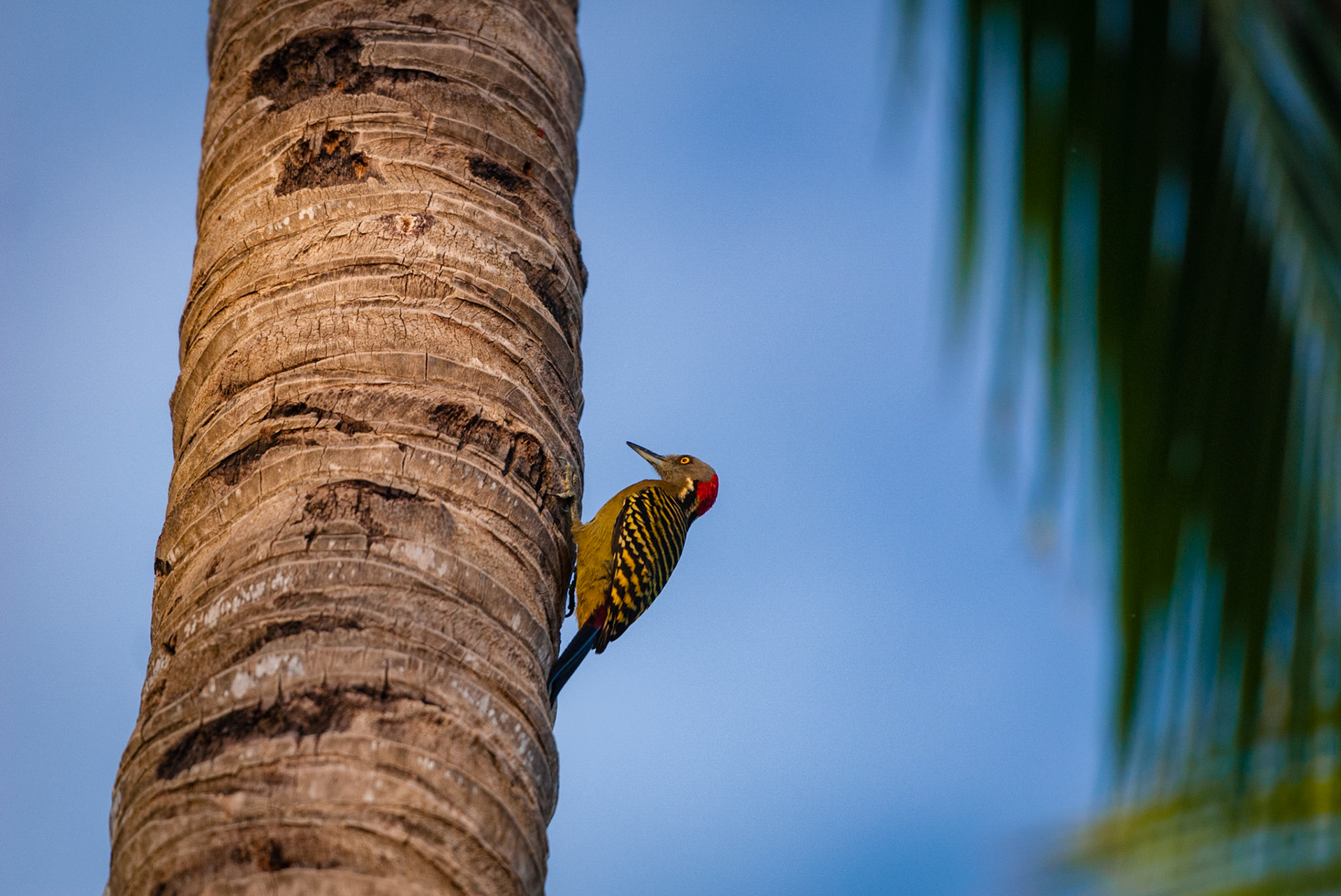 Club Med Punta Cana, République Dominicaine