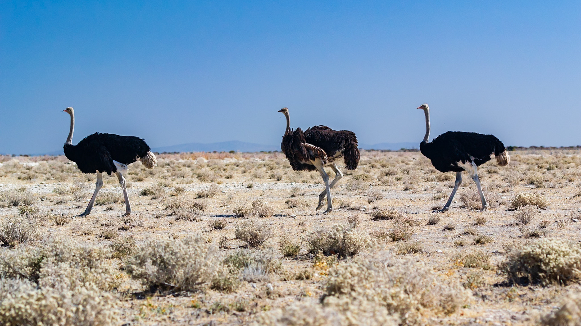 Etosha National Park