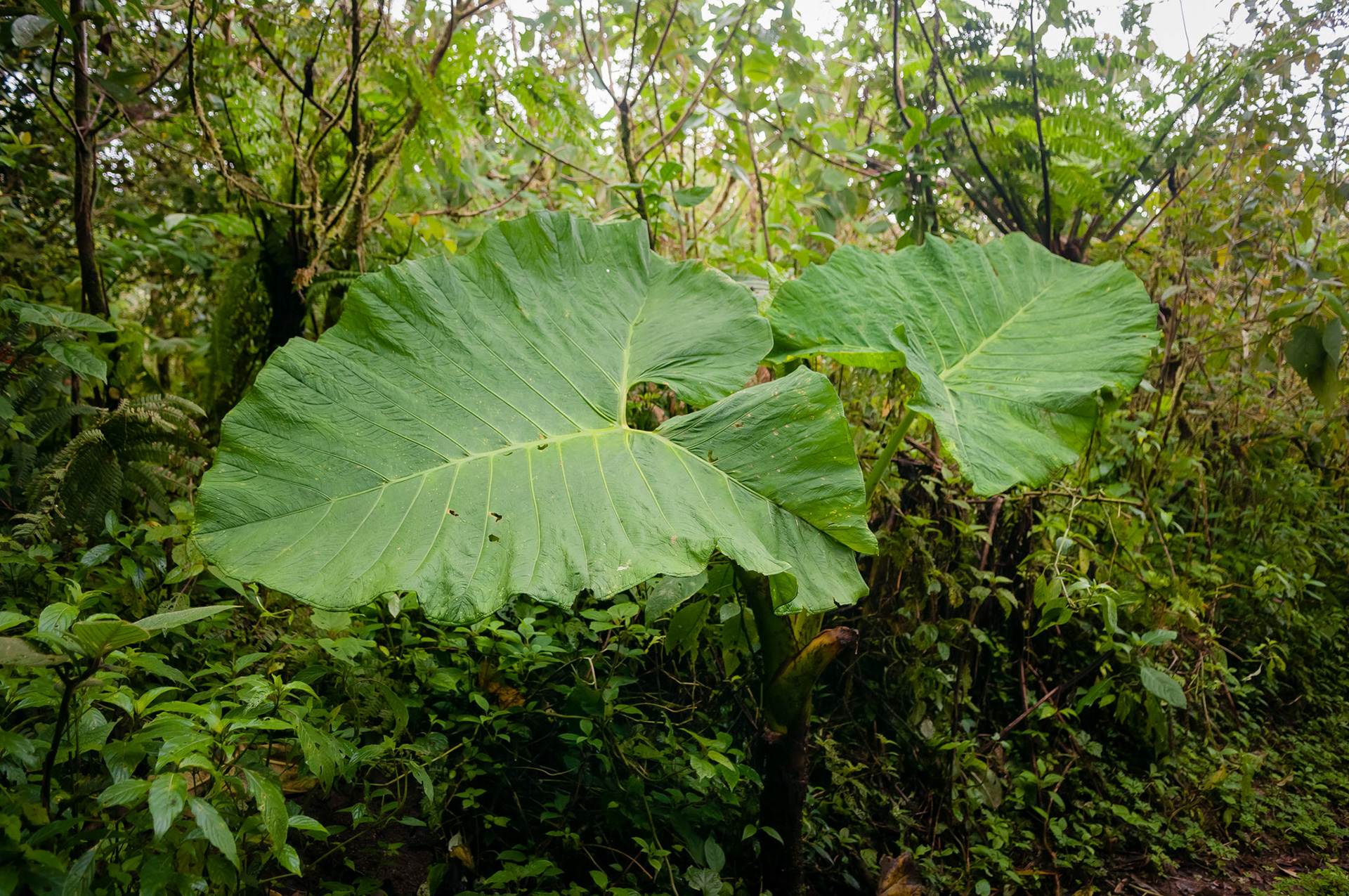 Reserva Biologica Bosque Nuboso Monteverde