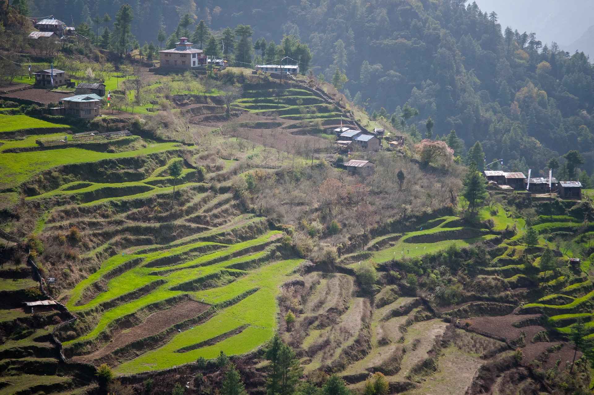 Entre Dhunche (1960m) et Thulo Syabru (2210m)
