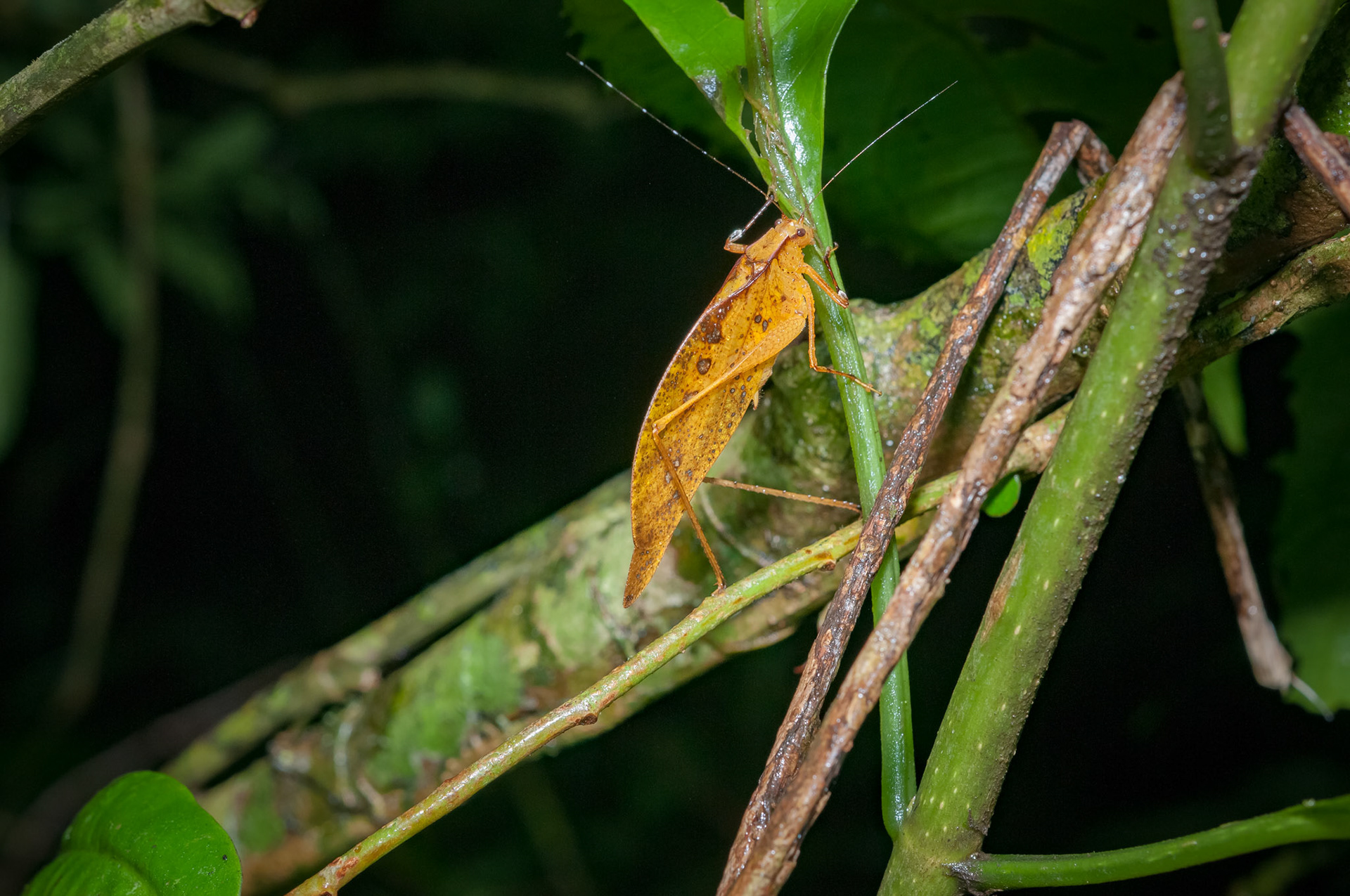 Reserva Biologica Bosque Nuboso Monteverde