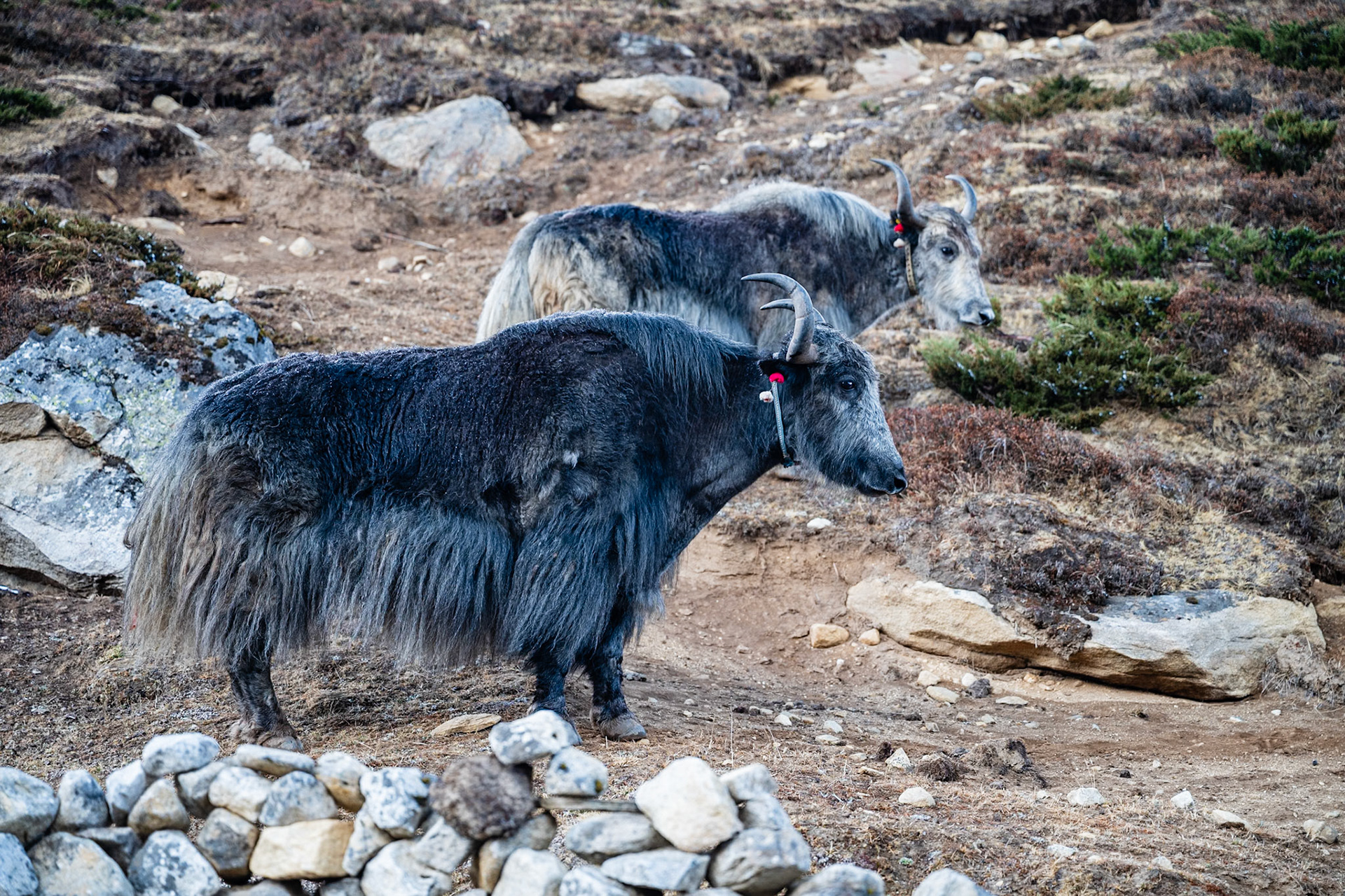 Day 8 - Gokyo (4'790 m) to Lumden (4'370 m) crossing over Renjo la pass (5'340 m)