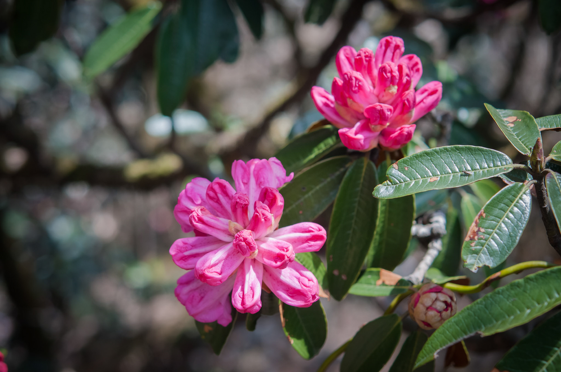 Entre Langtang (3430m) et Lama Hotel (2410m)