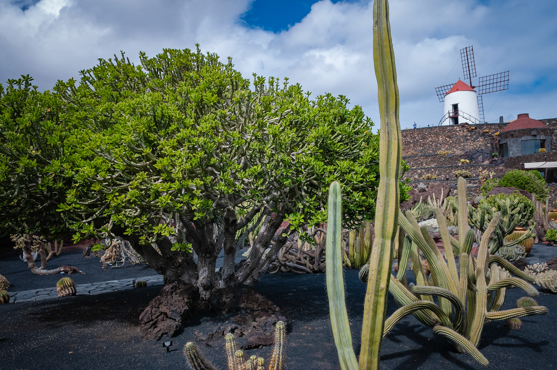 Jardin de Cactus, Lanzarote