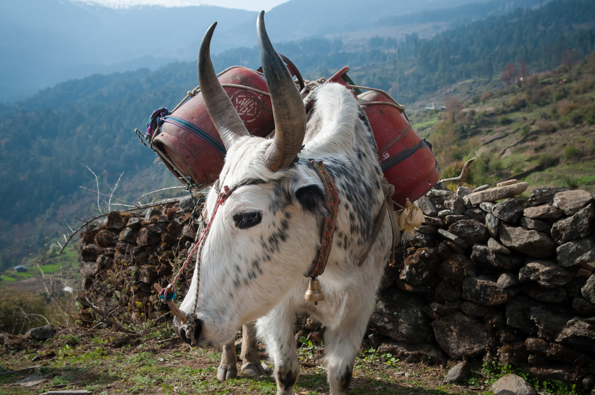 Entre Thulo Syabru (2210m) et Chandanbari (3330m)