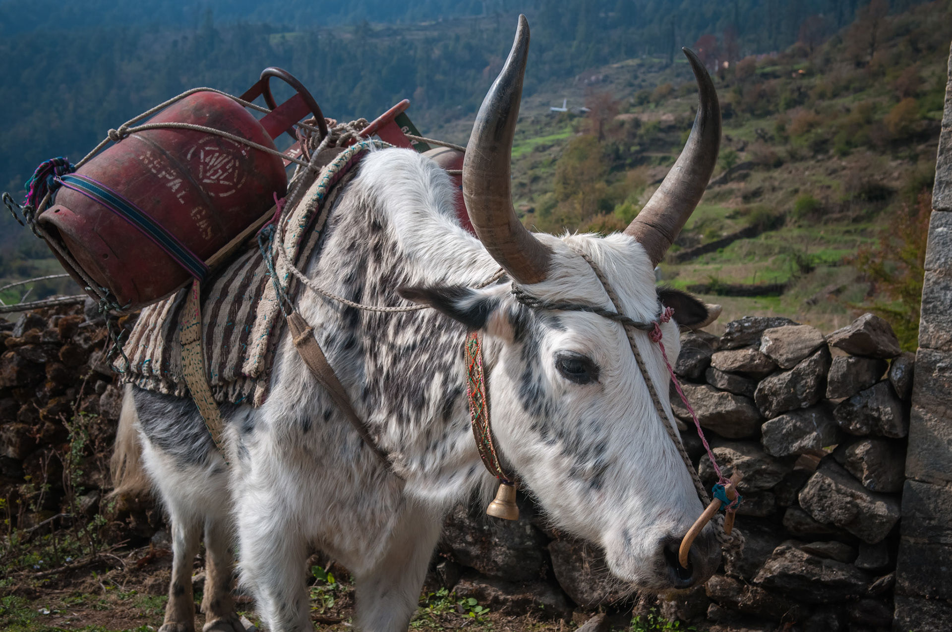 Entre Thulo Syabru (2210m) et Chandanbari (3330m)