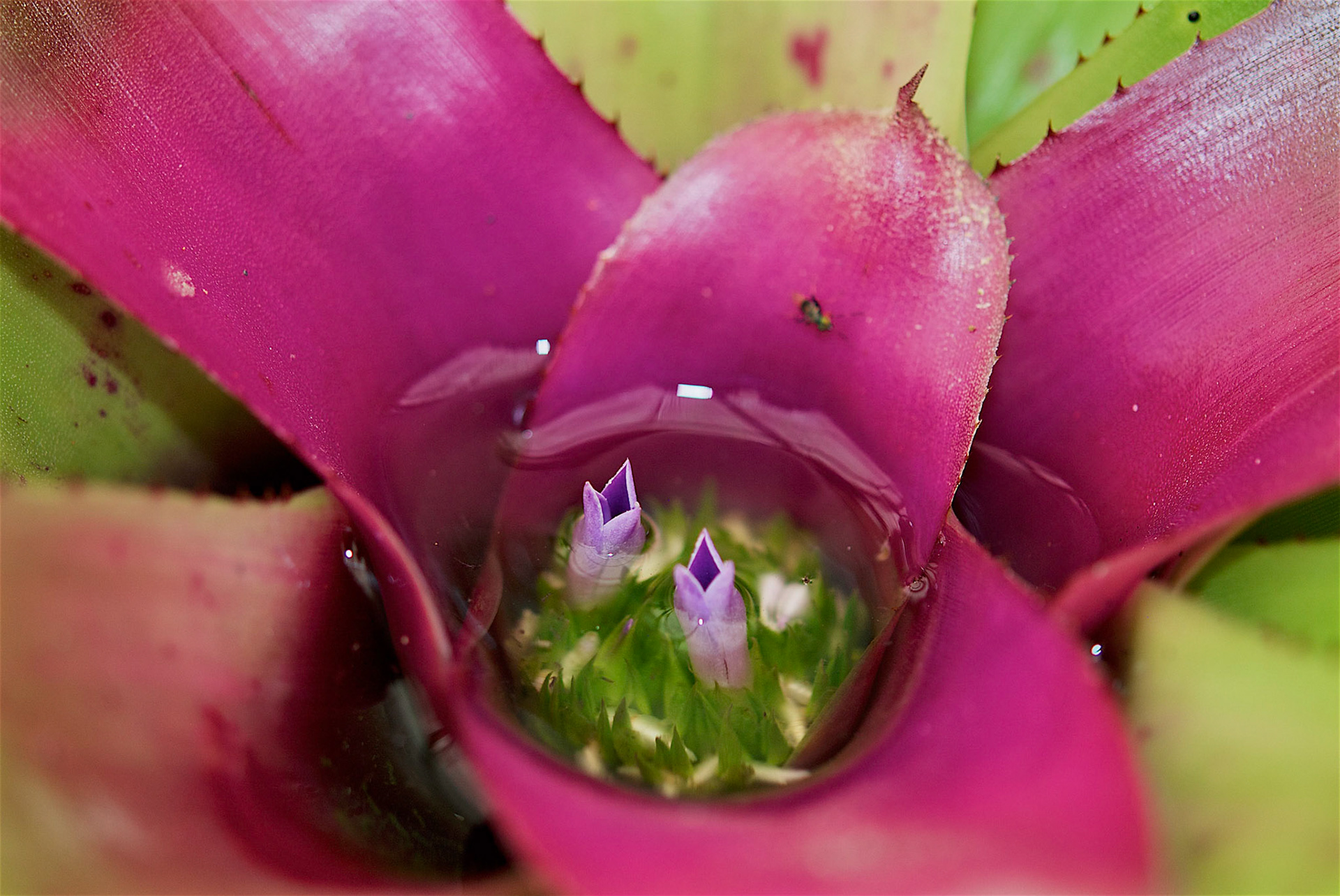 Jardim Botânico, Rio de Janeiro