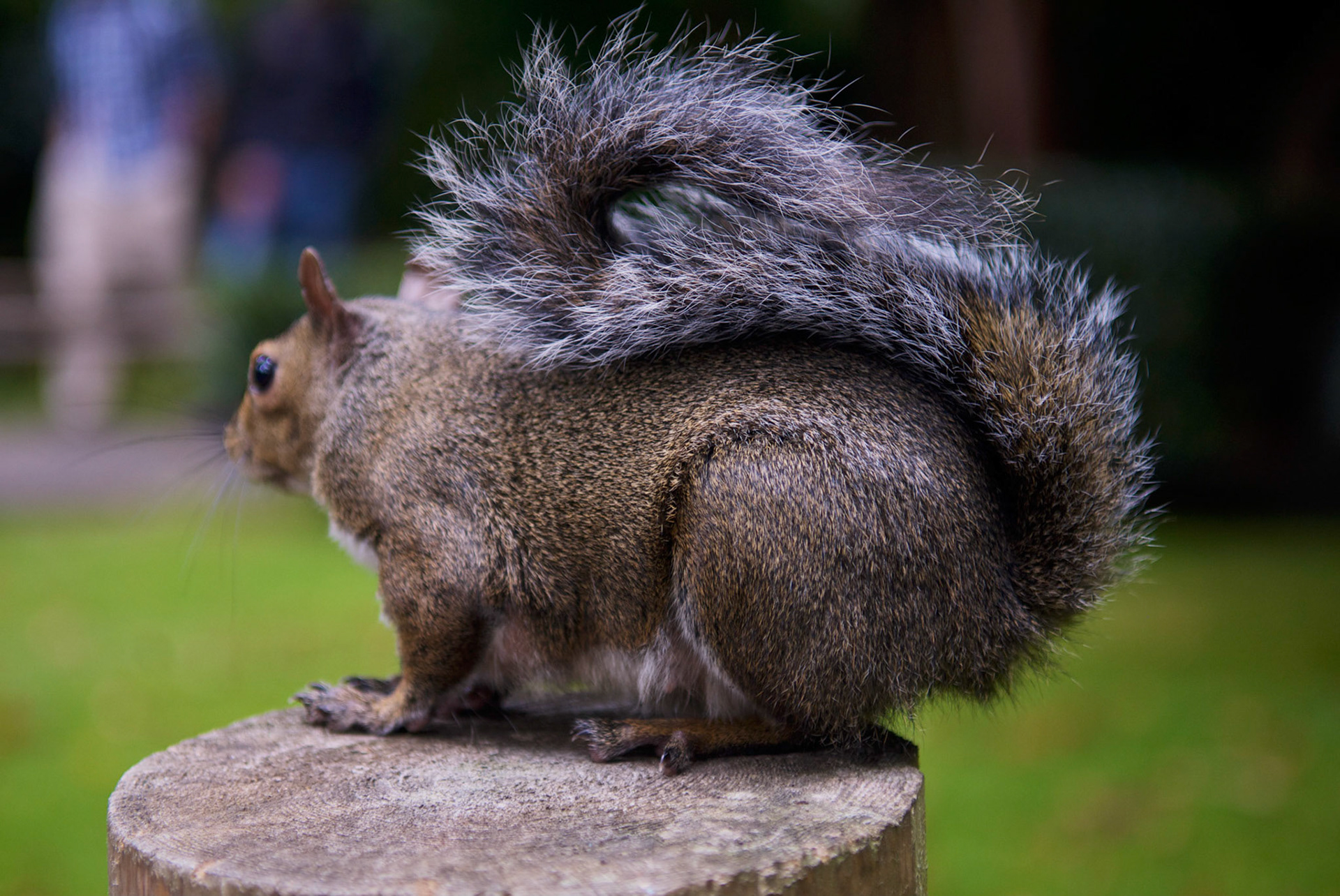 Japanese Tea Garden, Golden Gate Park, San Francisco