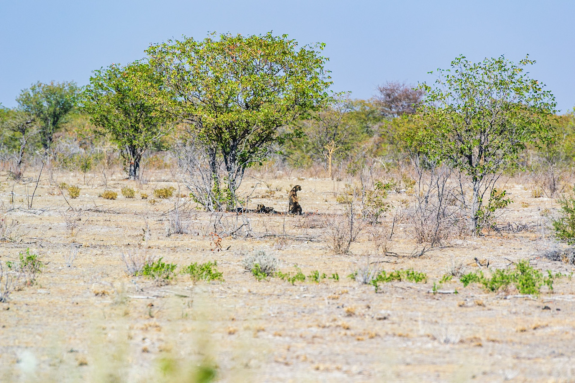 Etosha National Park