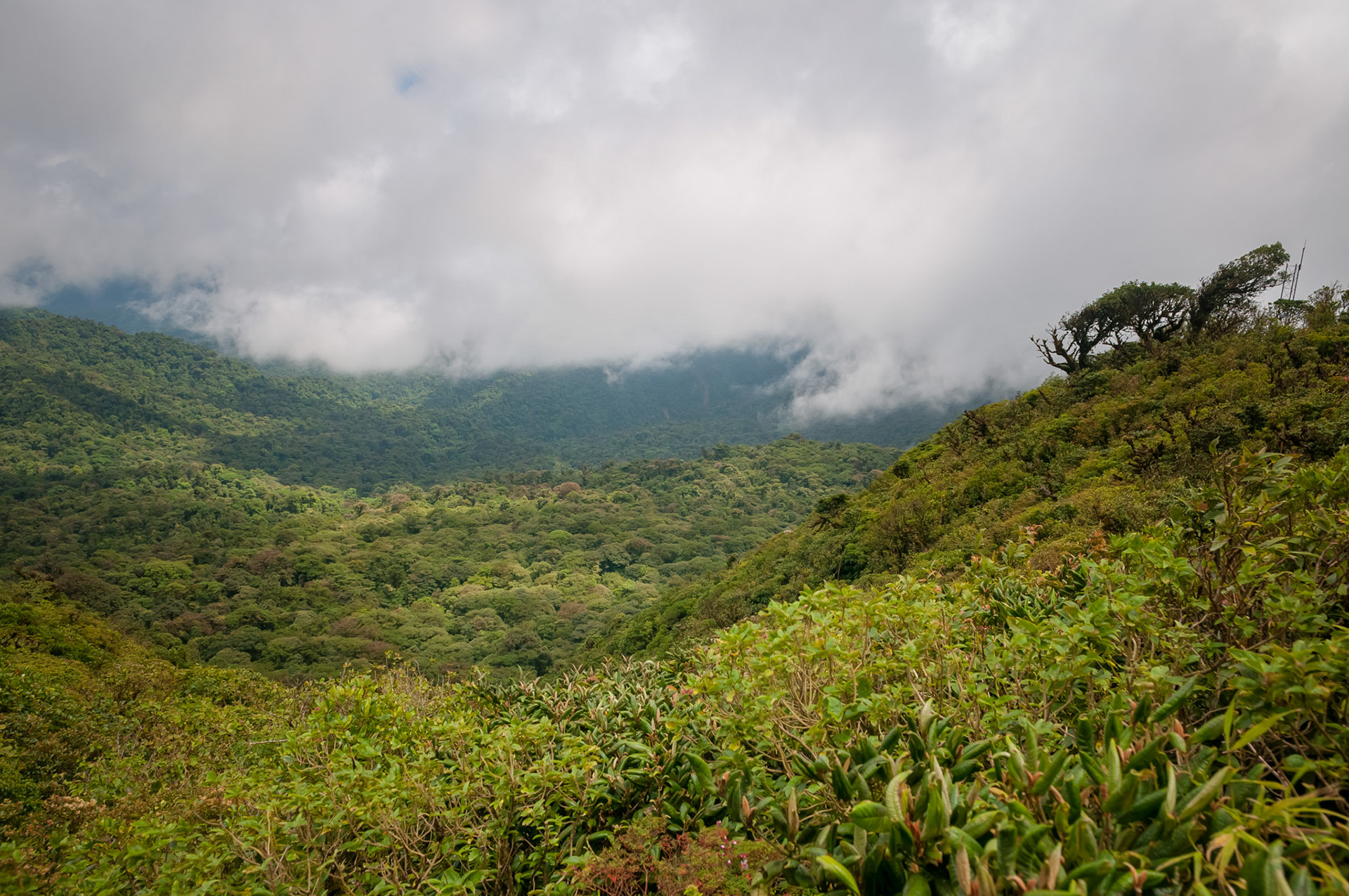 Reserva Biologica Bosque Nuboso Monteverde