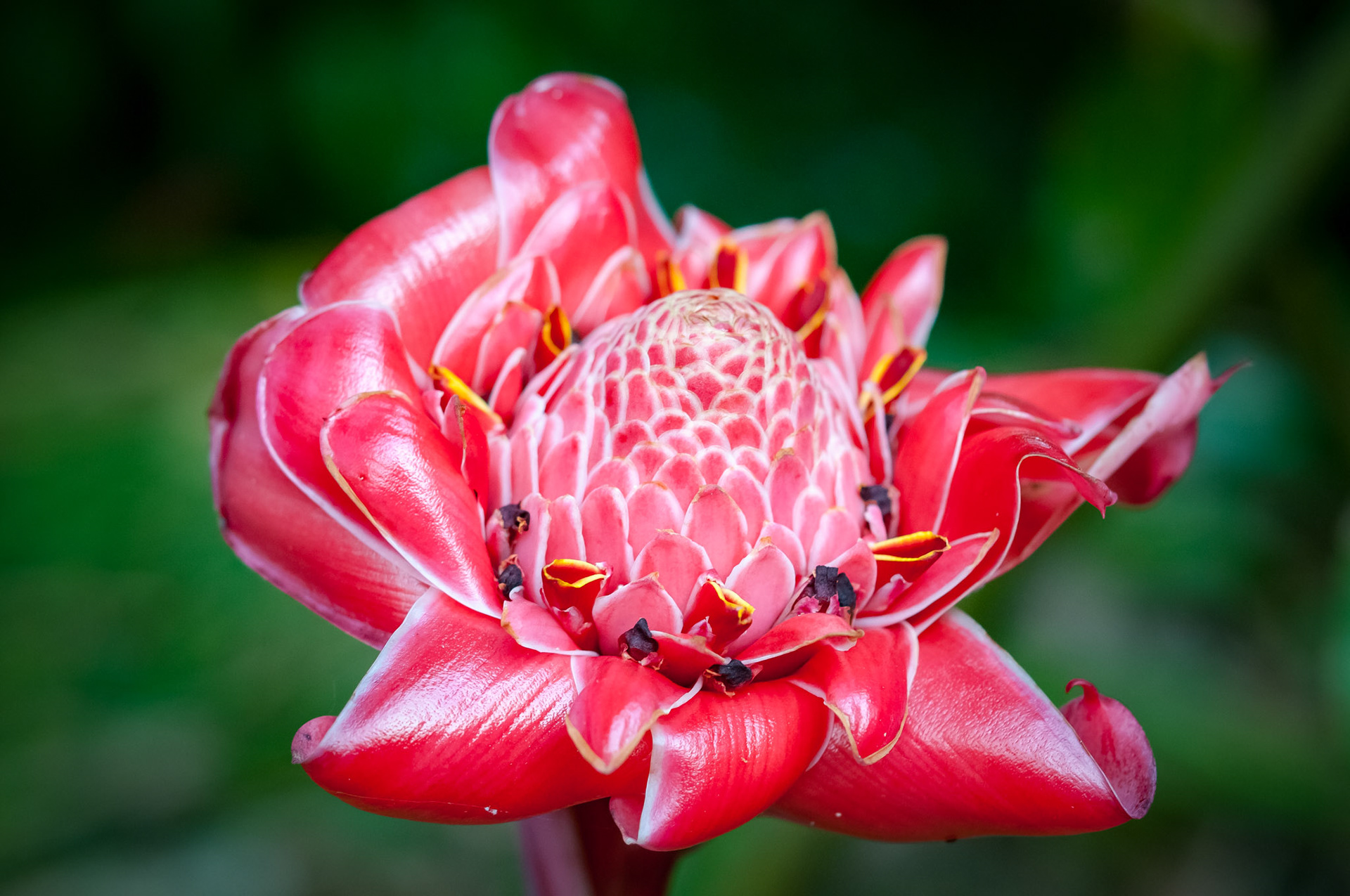 La Cacatua Lodge , Uvita
