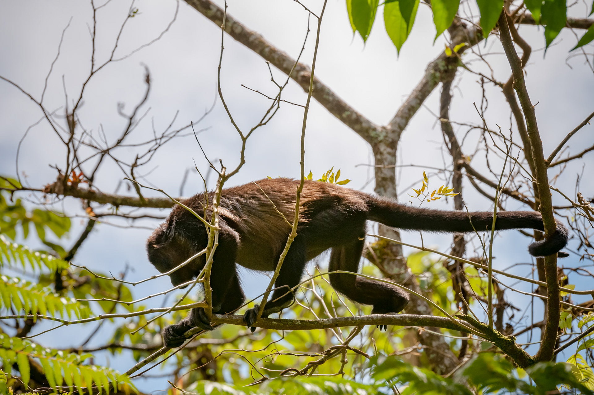 Mantled Howler Monkey, Casitas Tenorio B&B and Farm, Bijagua