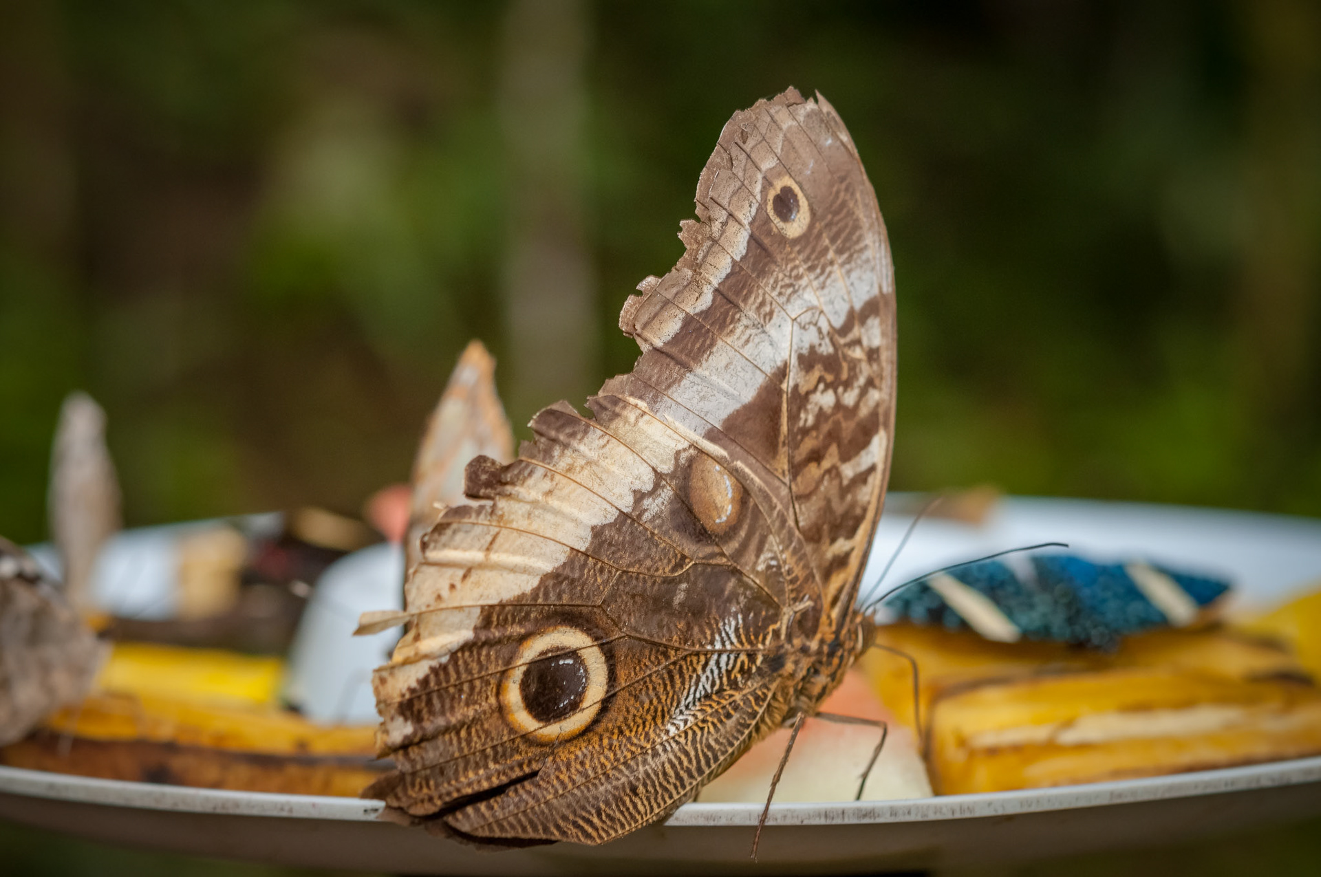 Butterfly Conservatory, El Castillo