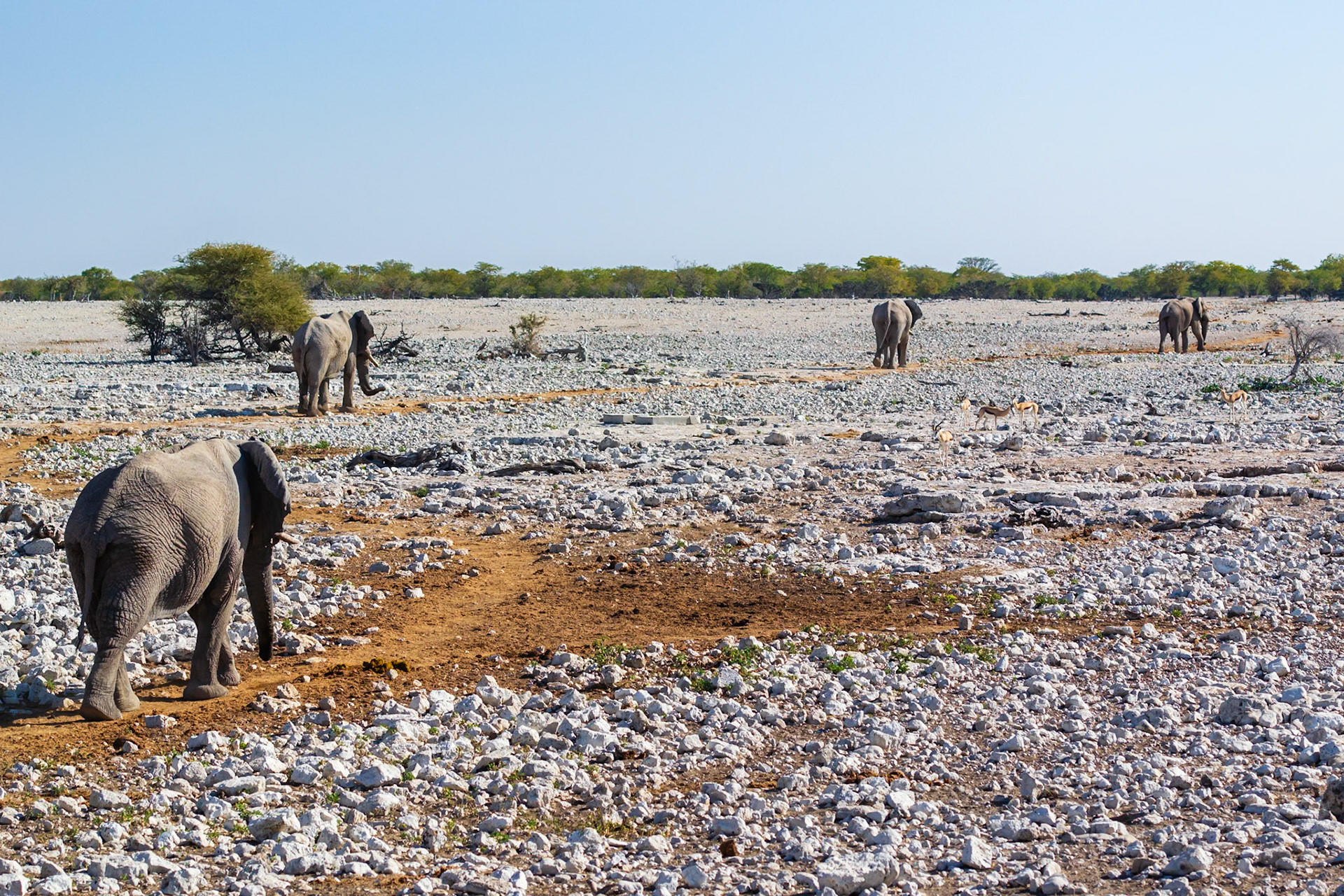 Okaukuejo, Etosha National Park