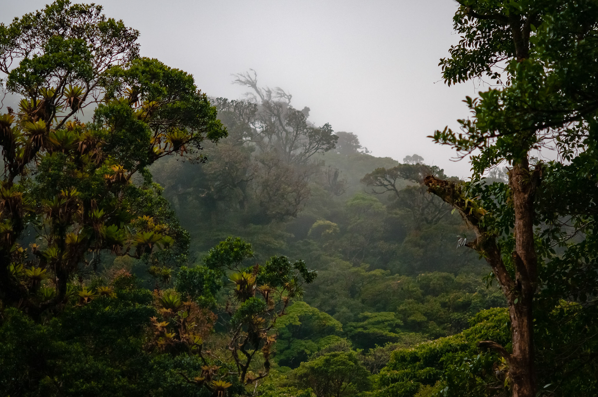 Reserva Biologica Bosque Nuboso Monteverde