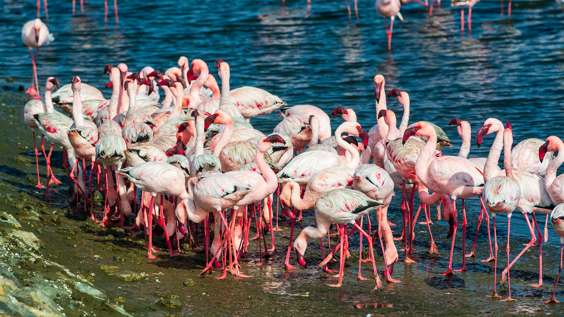 Flamingo Lagoon, Walvis Bay