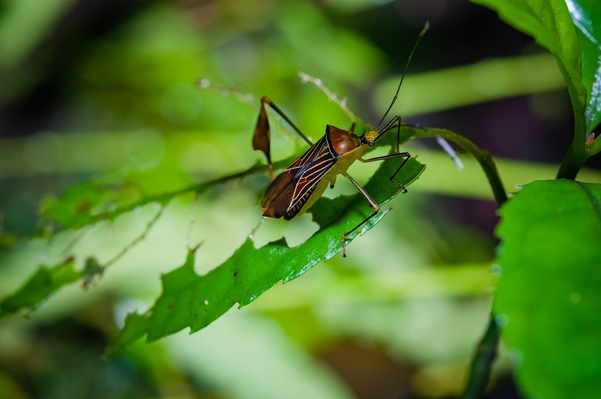 Reserva Biologica Bosque Nuboso Monteverde