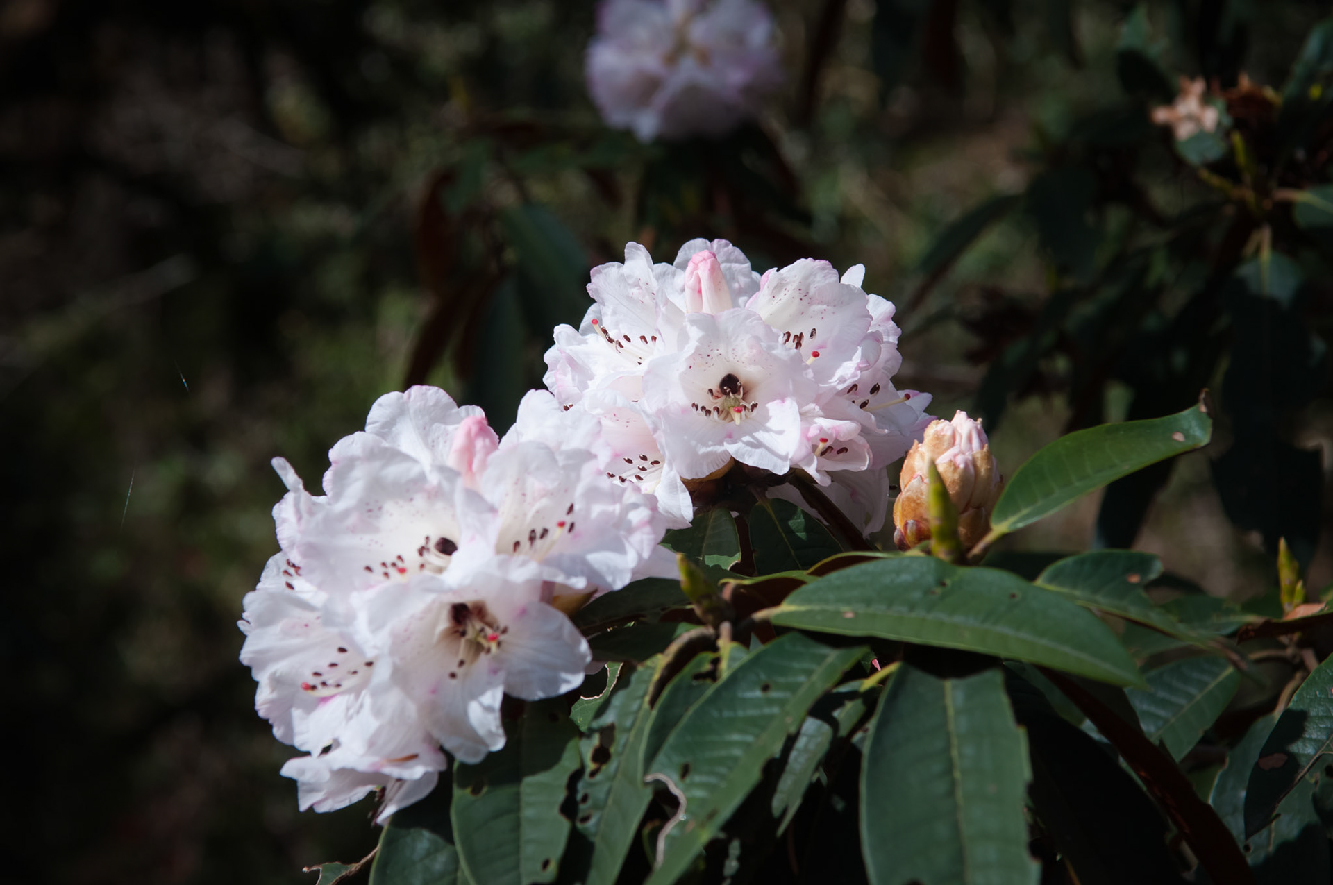 Entre Lama Hotel (2410m) et Langtang (3430m)