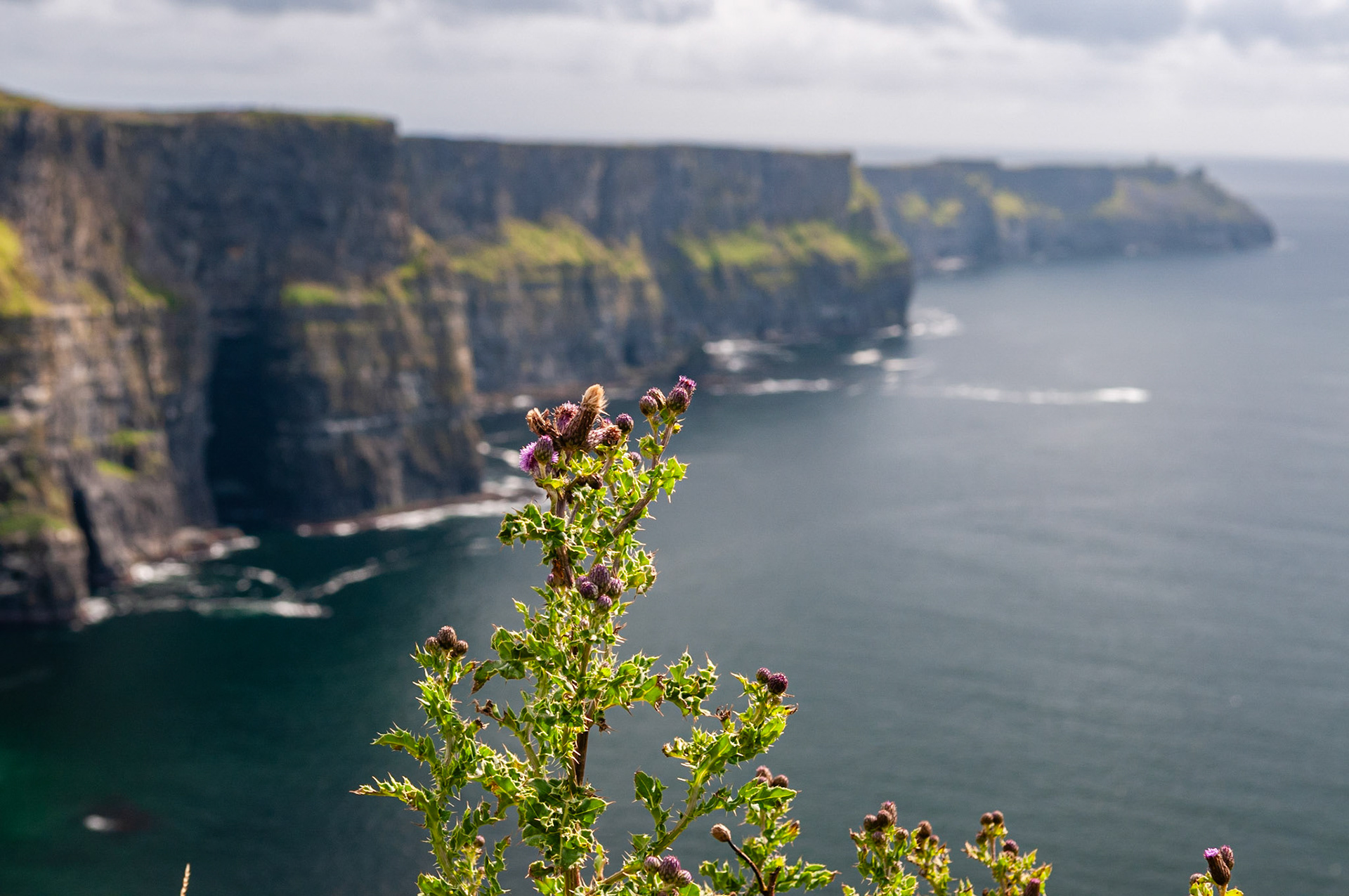Cliffs of Moher, County Clare