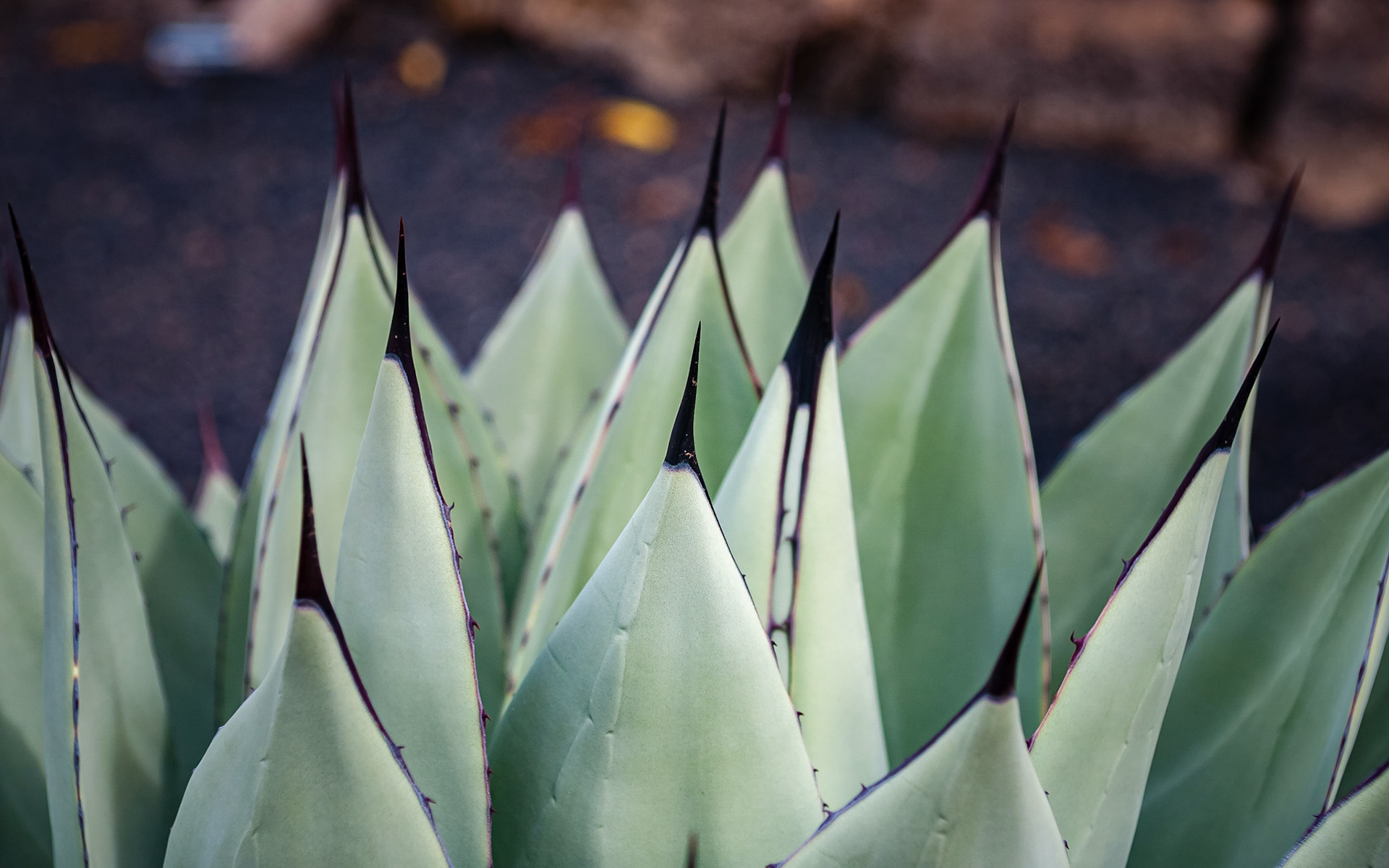 Jardin de Cactus, Lanzarote