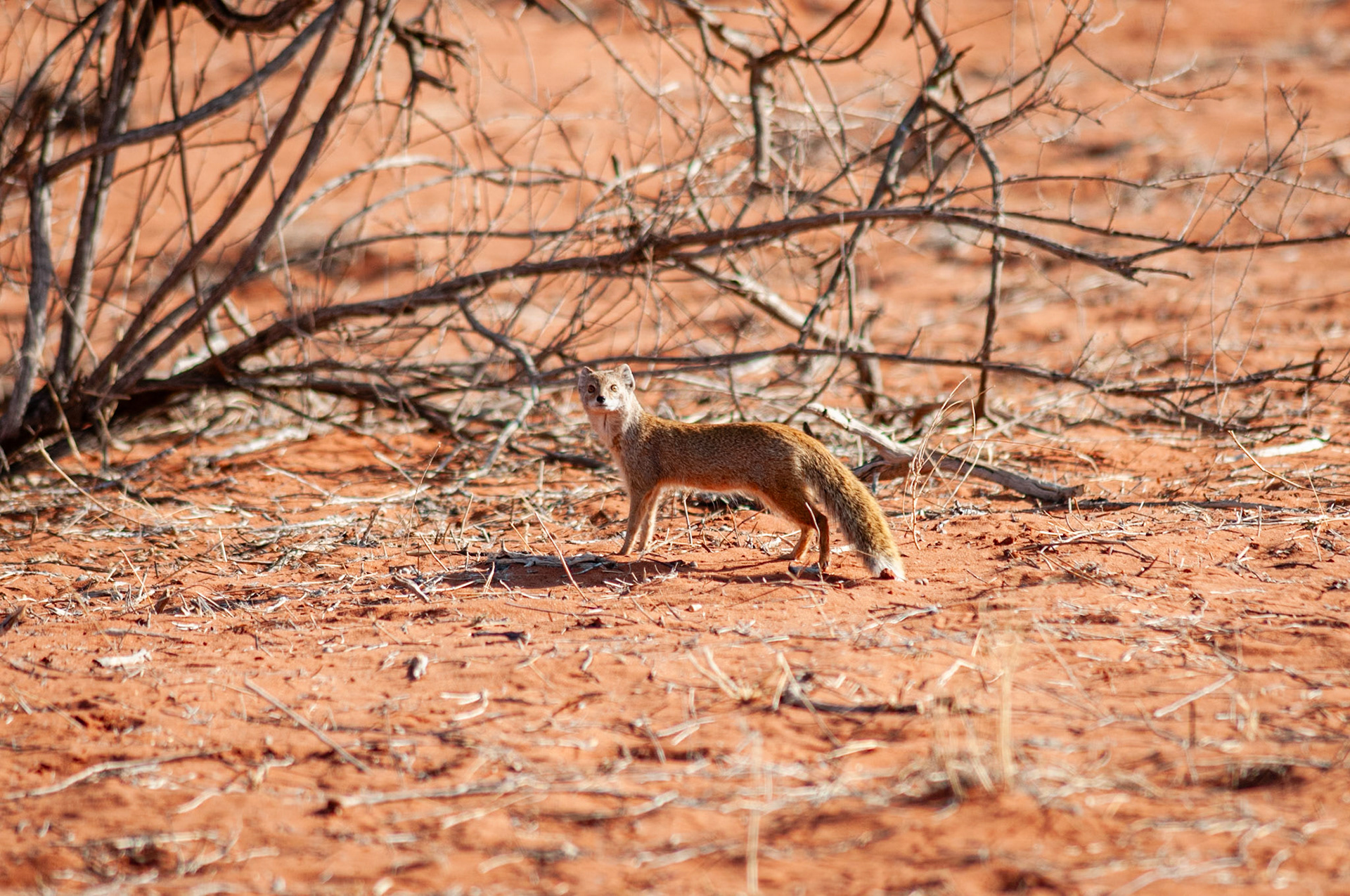 Bagatelle Kalahari Game Ranch, Mariental