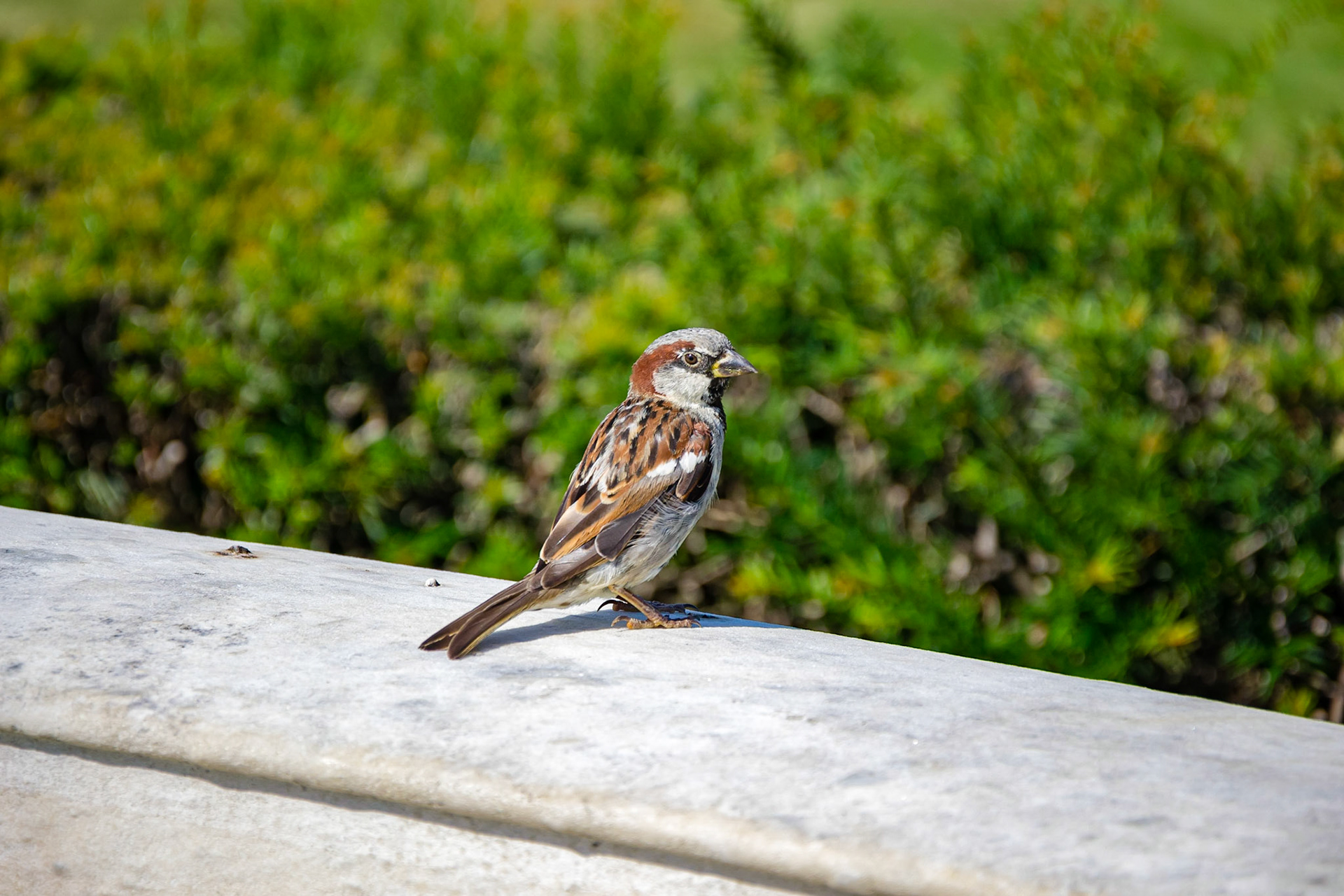 Palais de Sans-souci (Schloss Sanssouci), Neuer Garten, Potsdam