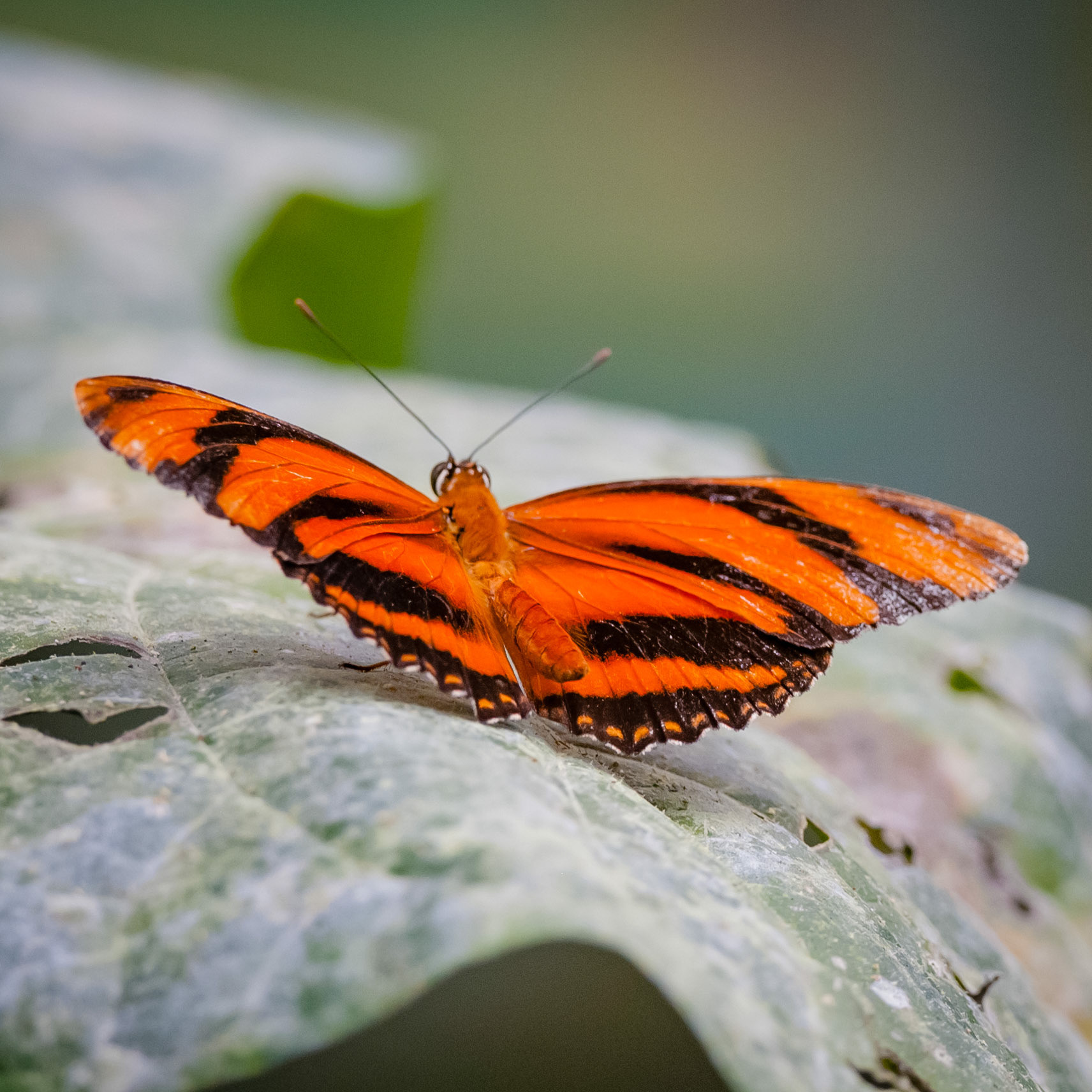 Butterfly Conservatory, El Castillo