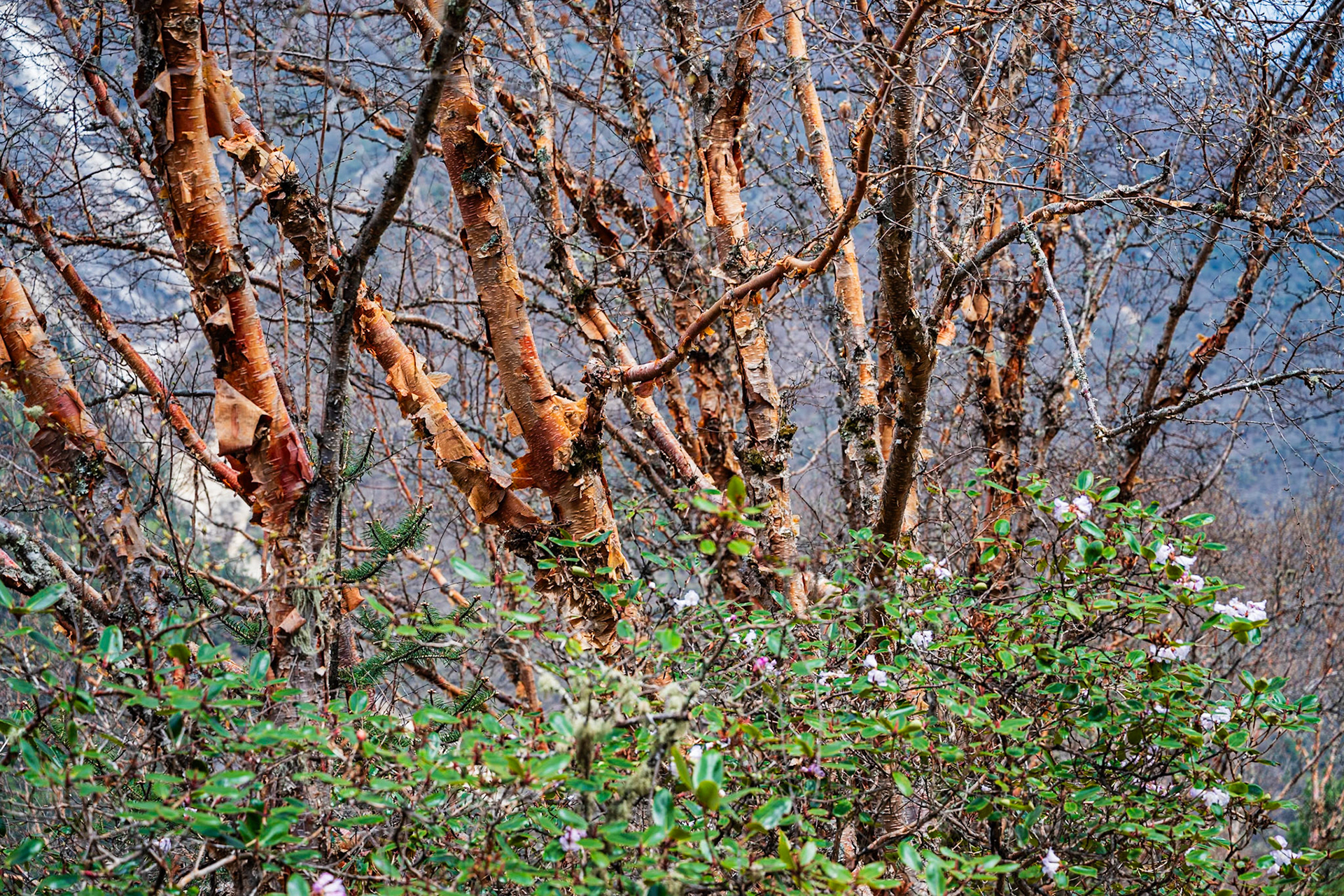 Day 4 - Namche Bazaar (3'446 m) to Dole (4'200 m)
