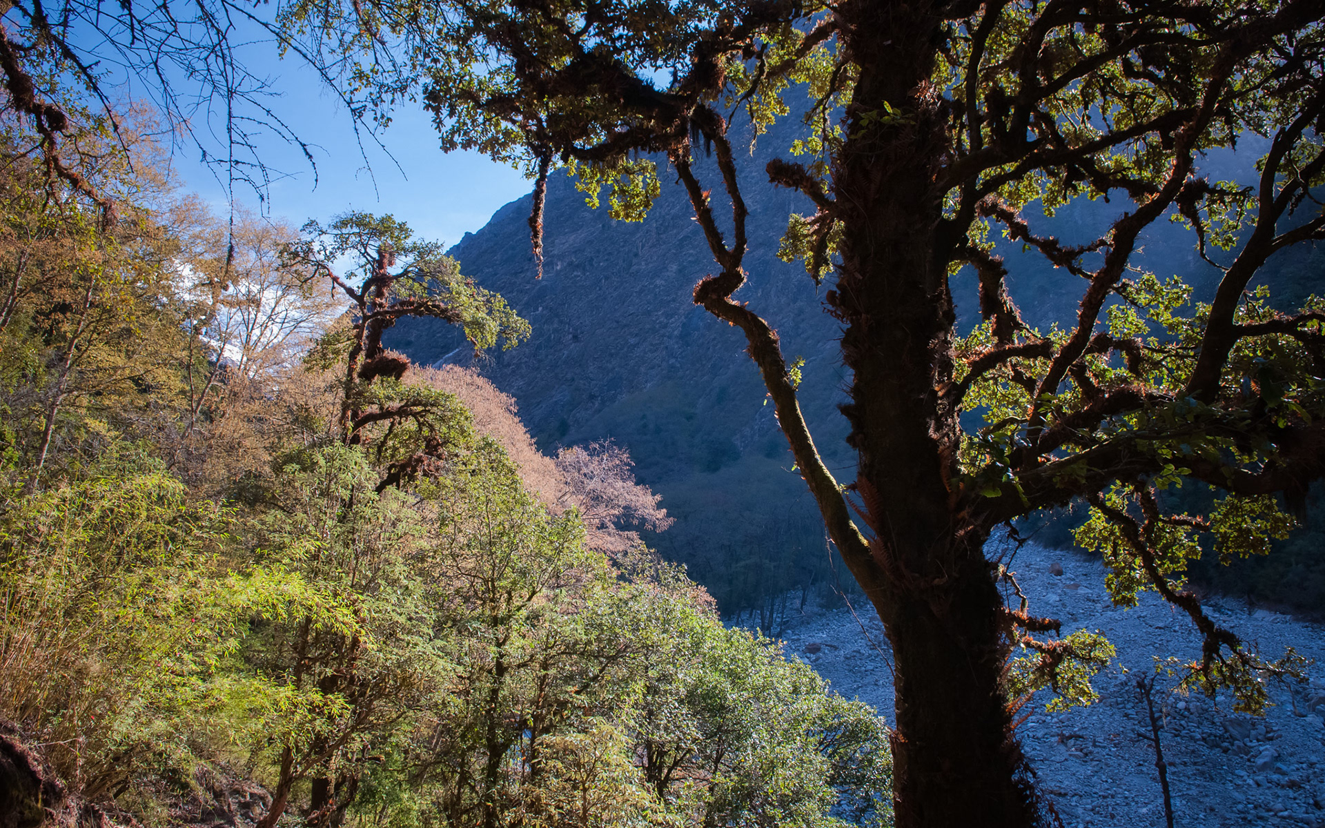 Entre Lama Hotel (2410m) et Langtang (3430m)