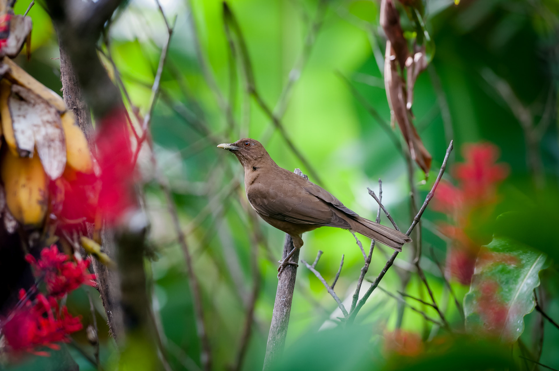 Casitas Tenorio B&B and Farm, Bijagua