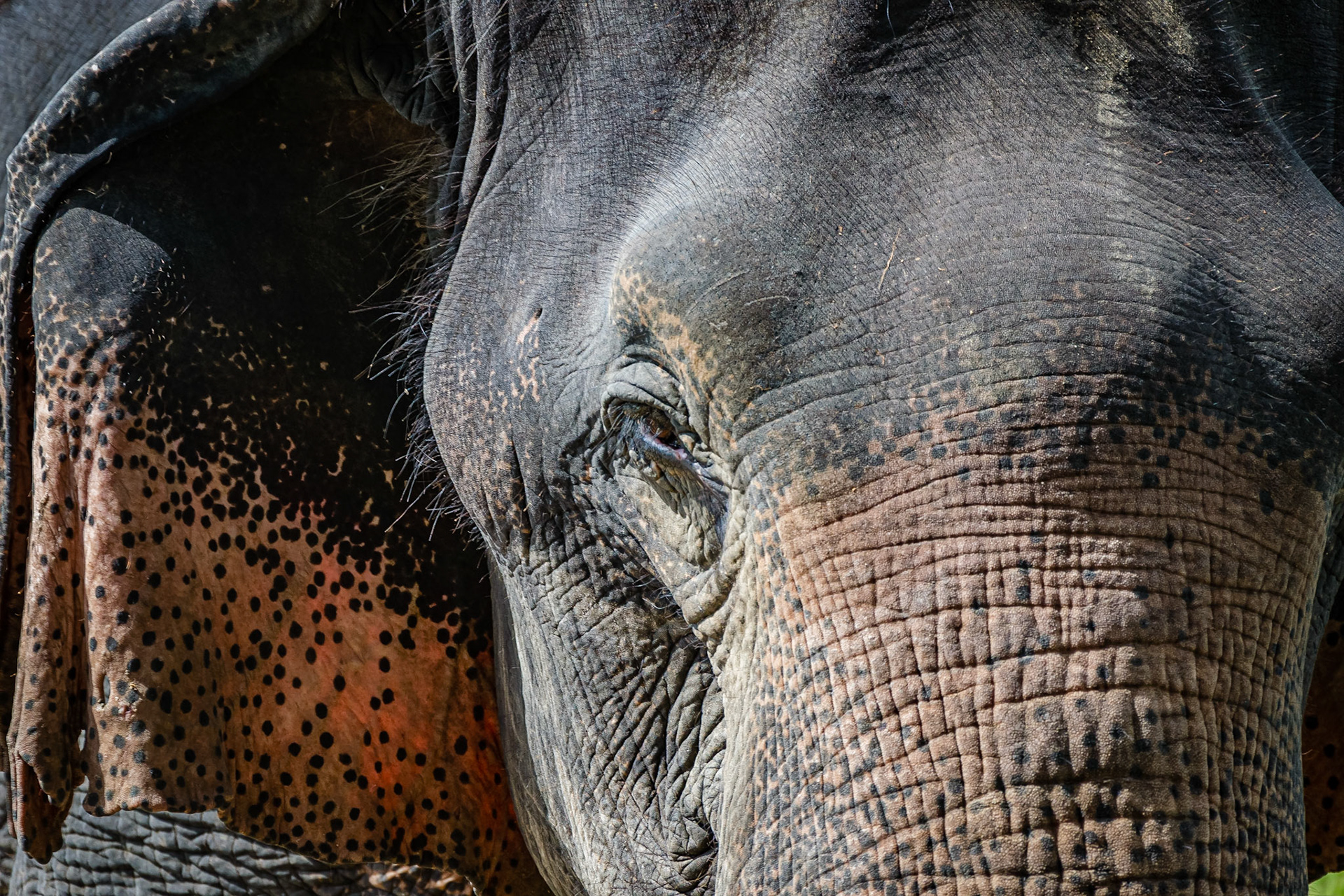 Mahout Training, Chiangmai Elephant Camp, Chiang Mai