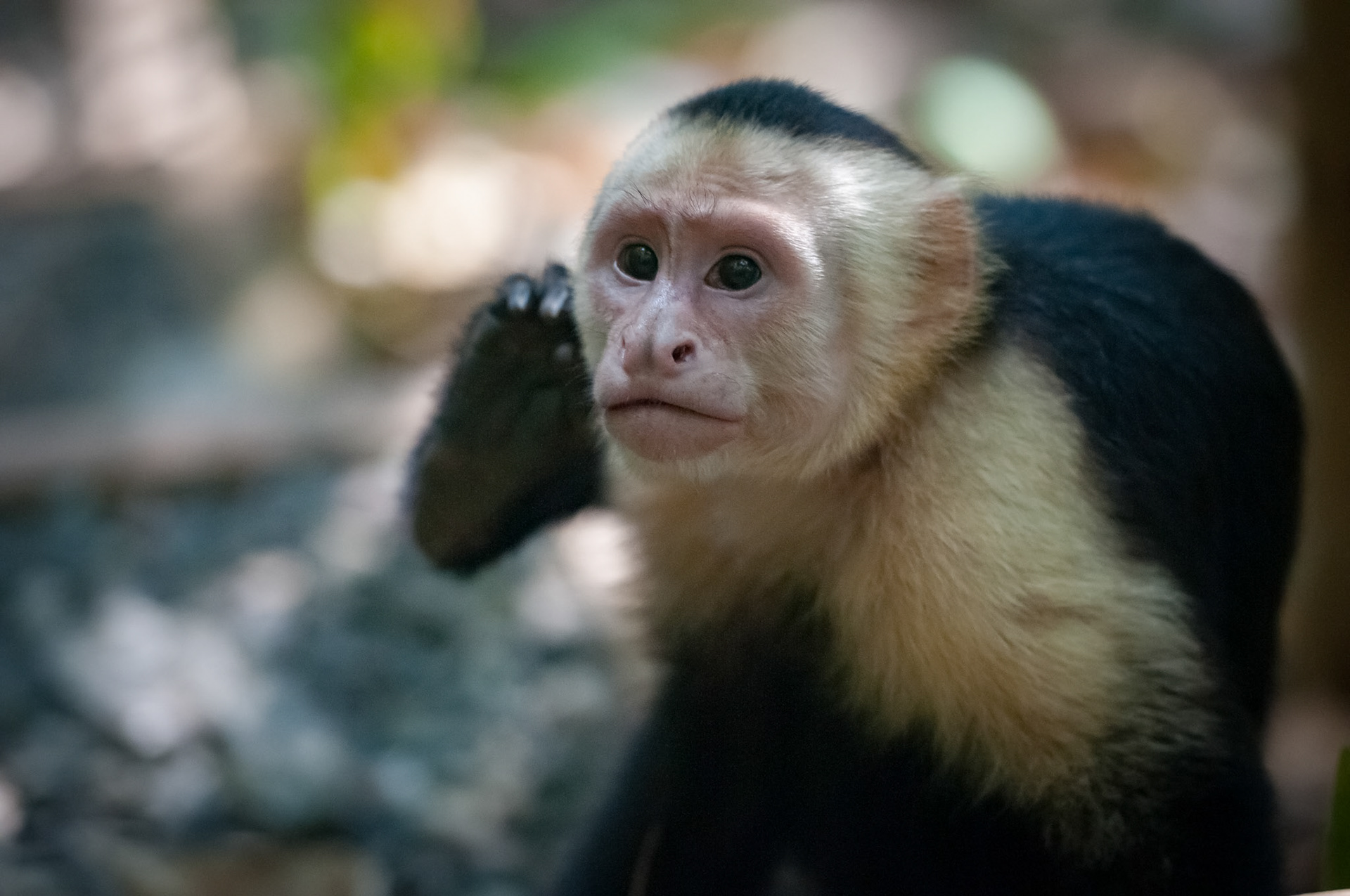 Parque Nacional Manuel Antonio