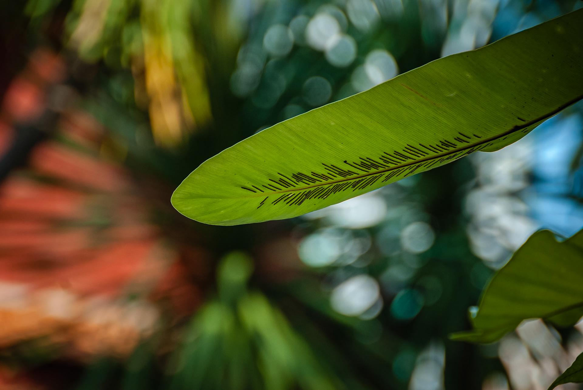 Maison de Jim Thomson (Jim Thomson's Museum), Bangkok