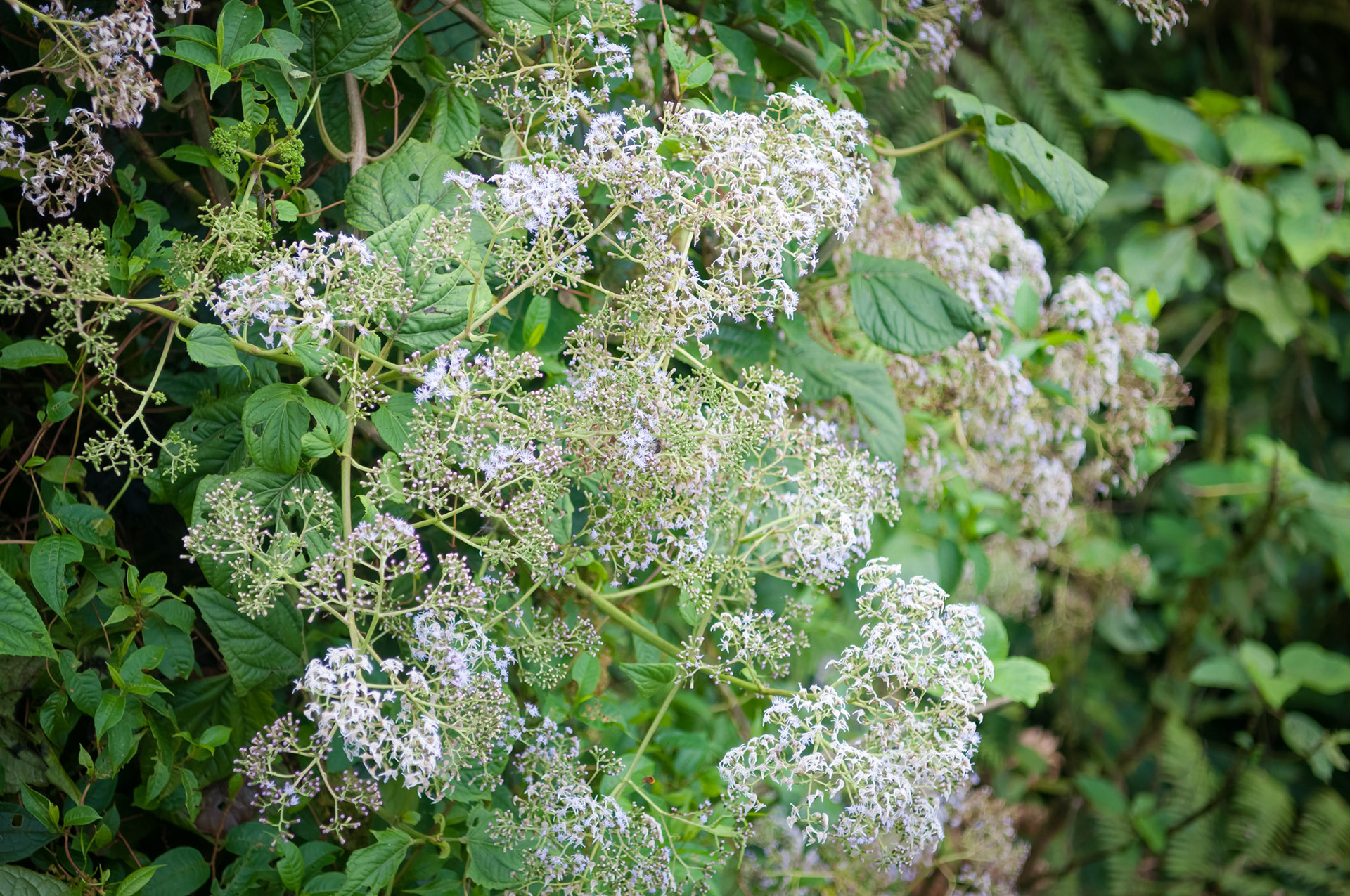 Reserva Biologica Bosque Nuboso Monteverde