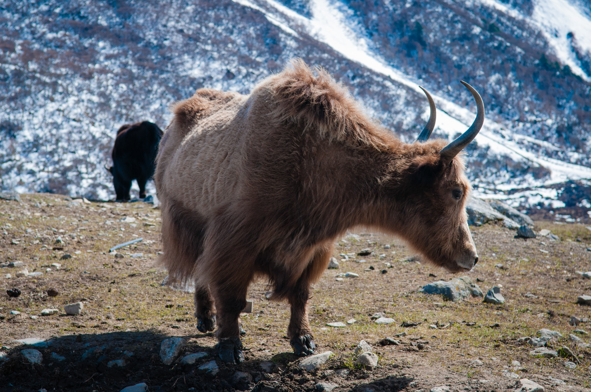 Kyanjin Gumba (3830m)
