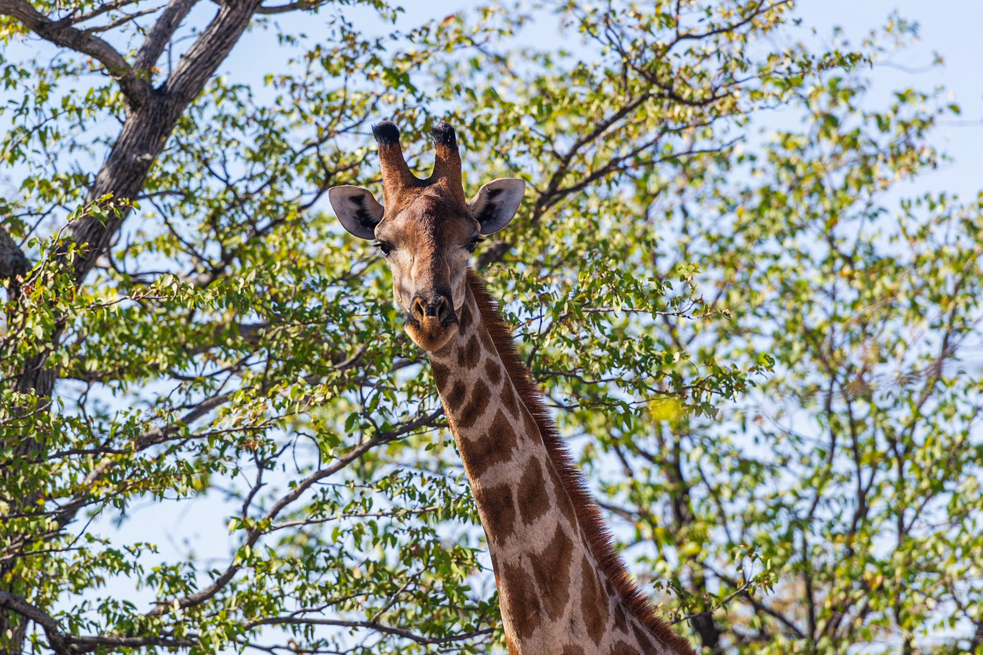 Etosha National Park