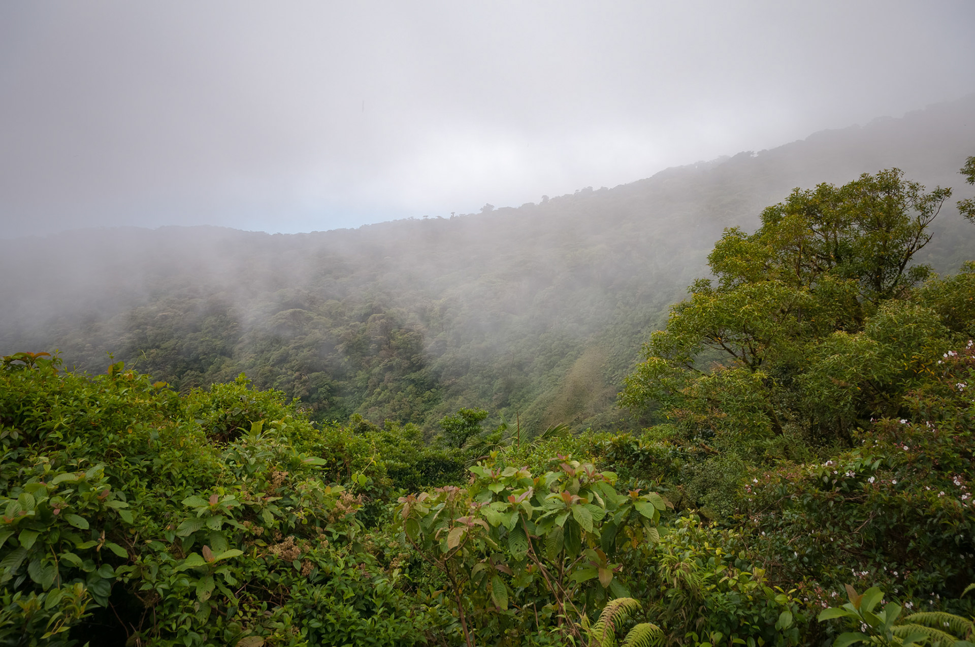 Reserva Biologica Bosque Nuboso Monteverde