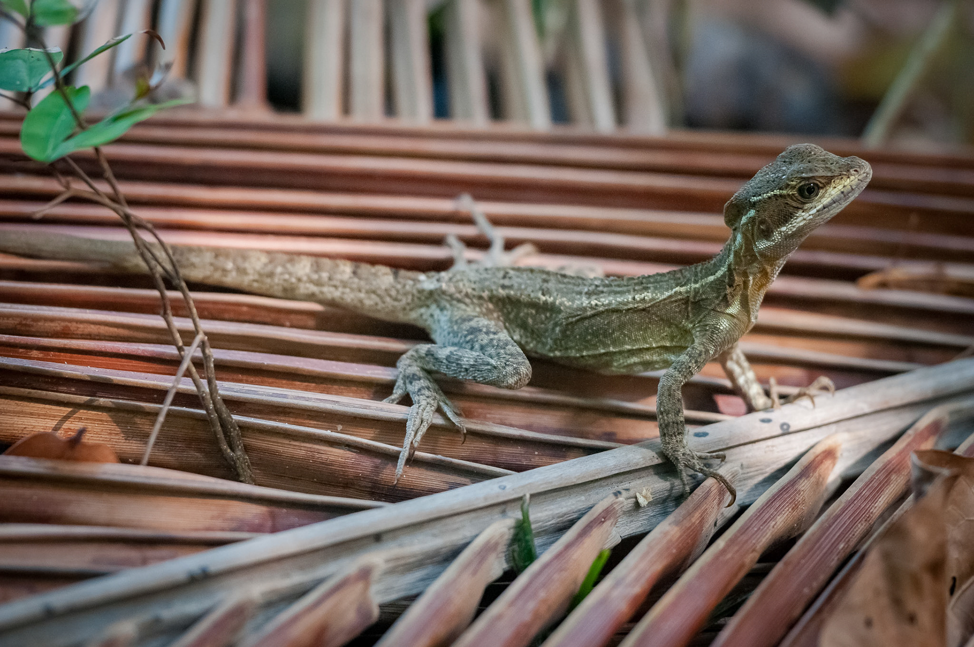Parque Nacional Manuel Antonio