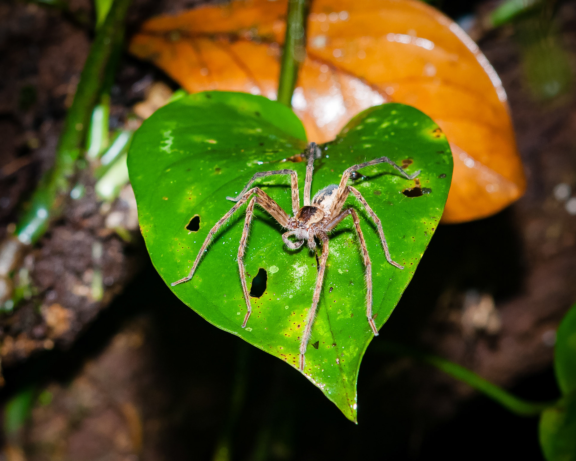 Reserva Biologica Bosque Nuboso Monteverde