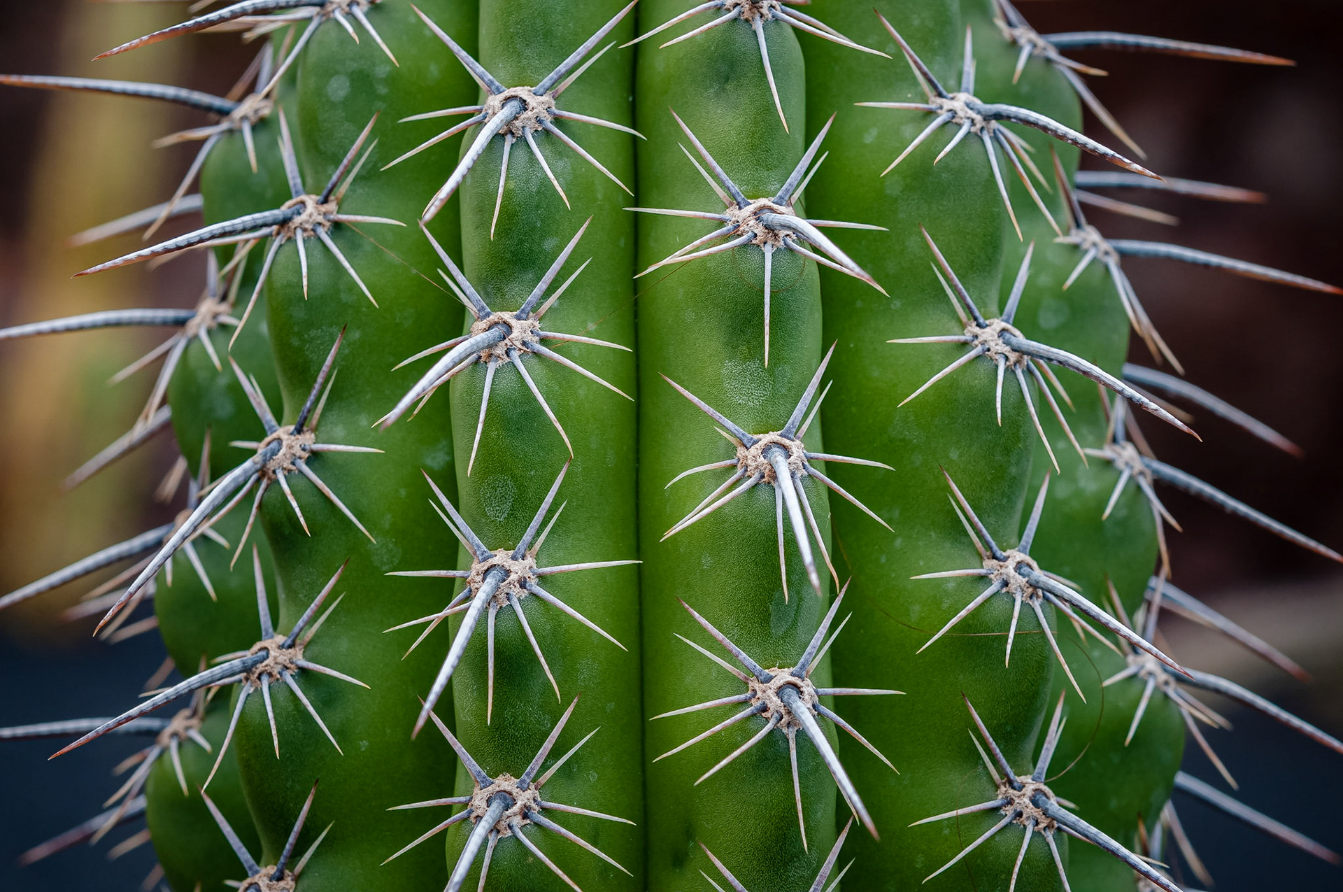 Jardin de Cactus, Lanzarote